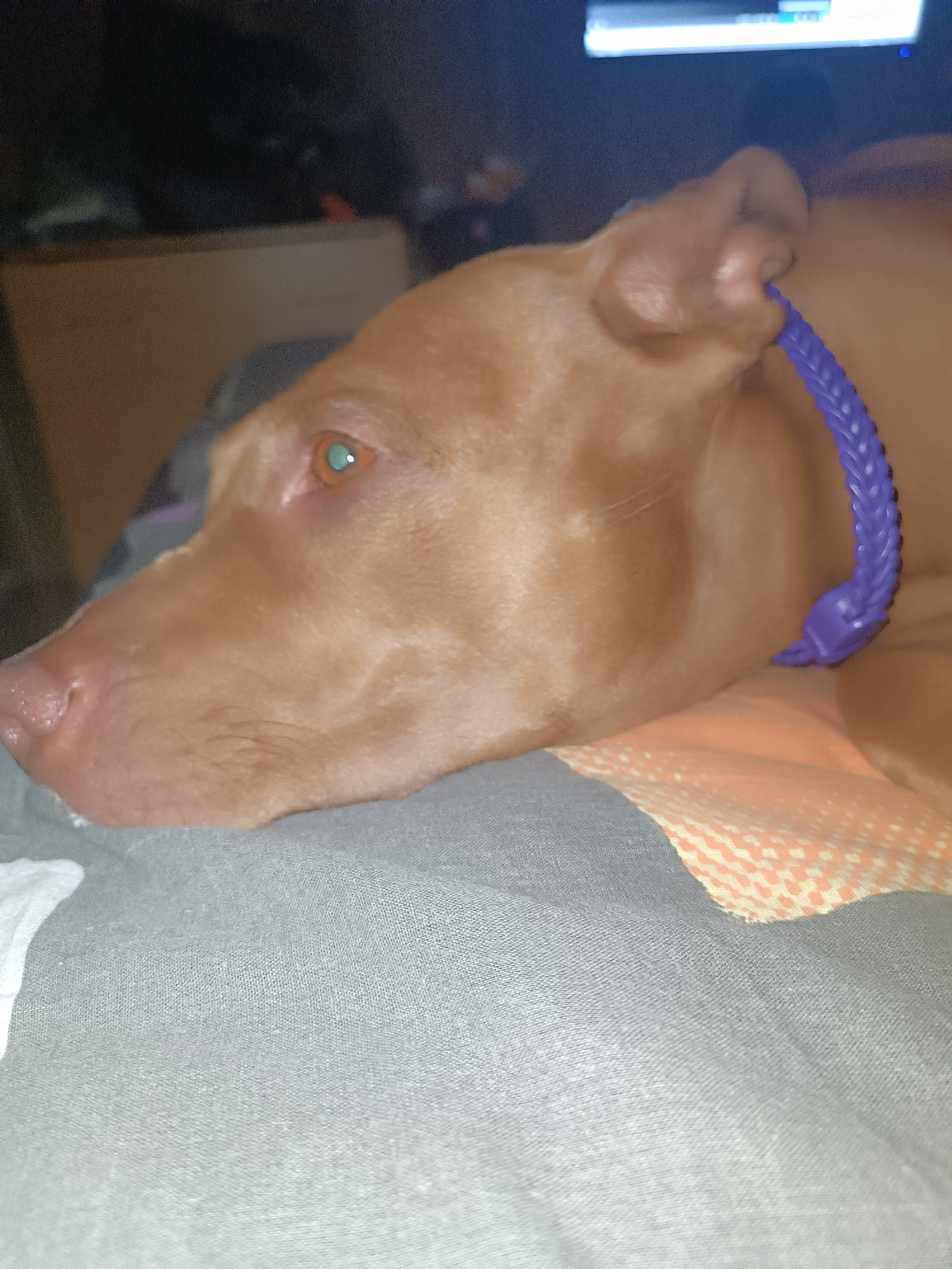 A light brown dog is resting on a gray blanket, with an orange and white patterned blanket partially visible underneath. The dog has a braided purple collar around its neck. The dog's head is turned to the left, with its eye visible. The background is dark and out of focus, with a hint of a screen or monitor visible at the top.