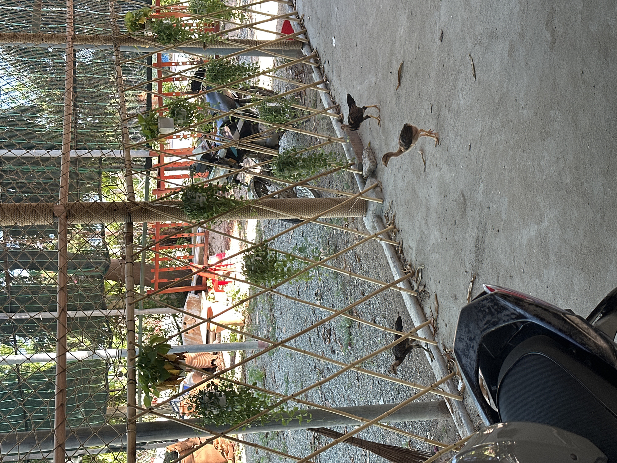 In Vĩnh Hải, Vietnam, a concrete pathway borders a yard covered in gravel and dried leaves. A fence constructed from bamboo poles and netting encloses the area, with potted plants hanging from the bamboo structure. Several chickens are present: one adult chicken stands near the fence, and two younger chicks are walking on the pathway. In the background, a motorcycle is visible behind the fence. The foreground shows a portion of a black motorcycle. The scene is bathed in sunlight.
