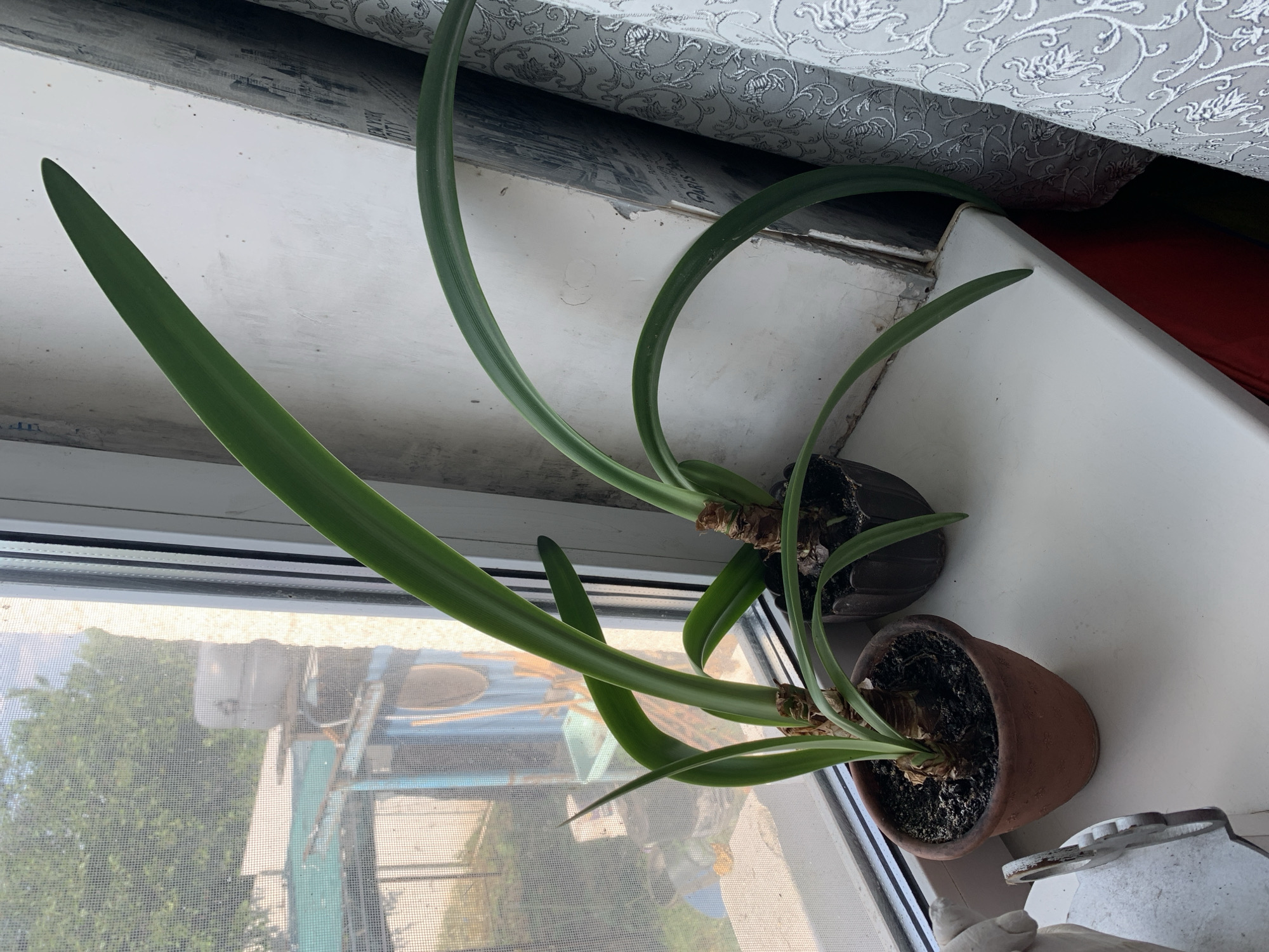 This media file shows two houseplants with long, green leaves growing in terracotta and dark brown pots, placed on a white windowsill. The plants are positioned at an angle, with their leaves extending upwards and outwards. The windowsill appears to be near a window, as a screen is visible, and through it, trees and an outdoor structure can be seen, suggesting an outdoor environment. The lighting indicates it is daytime. There is a textured, light-colored fabric draped behind the plants, possibly a curtain or blind. The pots contain dark soil, and the base of the plants shows dried brown foliage.