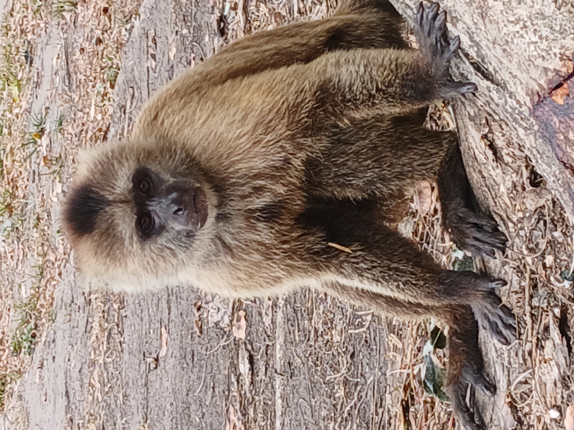 The image features a primate, possibly a monkey, clinging to a wooden surface. The animal has brown fur with a darker face and eyes. The background appears to be a mix of wood and possibly foliage. Without additional information, pinpointing the precise location within Ciudad Guayana, Venezuela is not possible.
