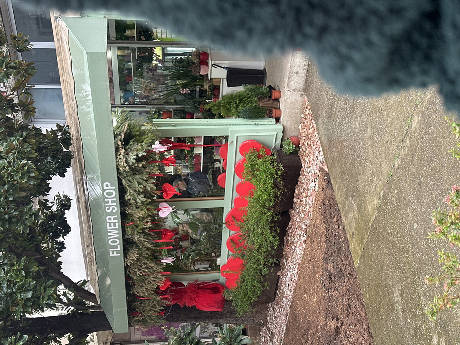 This image captures the exterior of a flower shop in Budva, Montenegro, under what appears to be an overcast sky. The shop features a light green awning prominently displaying "FLOWER SHOP" in white lettering. Below the awning, the storefront is festively decorated with evergreen branches, numerous red ribbons, and a series of red and pink heart-shaped ornaments. A large red fabric decoration, possibly a bow, is affixed to the far left of the main display window.
Through the reflective glass of the shop window, two individuals are vaguely visible inside. On the left, an older female with light hair and glasses is discernible. On the right, an older male wearing a dark jacket, a light-colored cap, and glasses can be seen. The interior appears to house various potted plants and flowers arranged on shelves and surfaces.
Along the base of the storefront, three dark rectangular planters contain dense green foliage, with multiple large, red heart-shaped cutouts positioned upright behind them, further emphasizing the decorative theme. To the right of the planters, near the shop's entrance, several smaller potted evergreen plants are visible, along with a dark, upright object resembling an umbrella stand.
The ground immediately in front of the shop features a strip of reddish-brown gravel, transitioning into an area of disturbed, dark brown earth. A grey concrete sidewalk, appearing wet, occupies the foreground, showing minor cracks and small patches of green vegetation. A large tree with dark green leaves stands to the left of the shop, partially obscuring the building behind it. A blurry, dark green, conical plant or shrub is prominent in the extreme right foreground, partially framing the view.