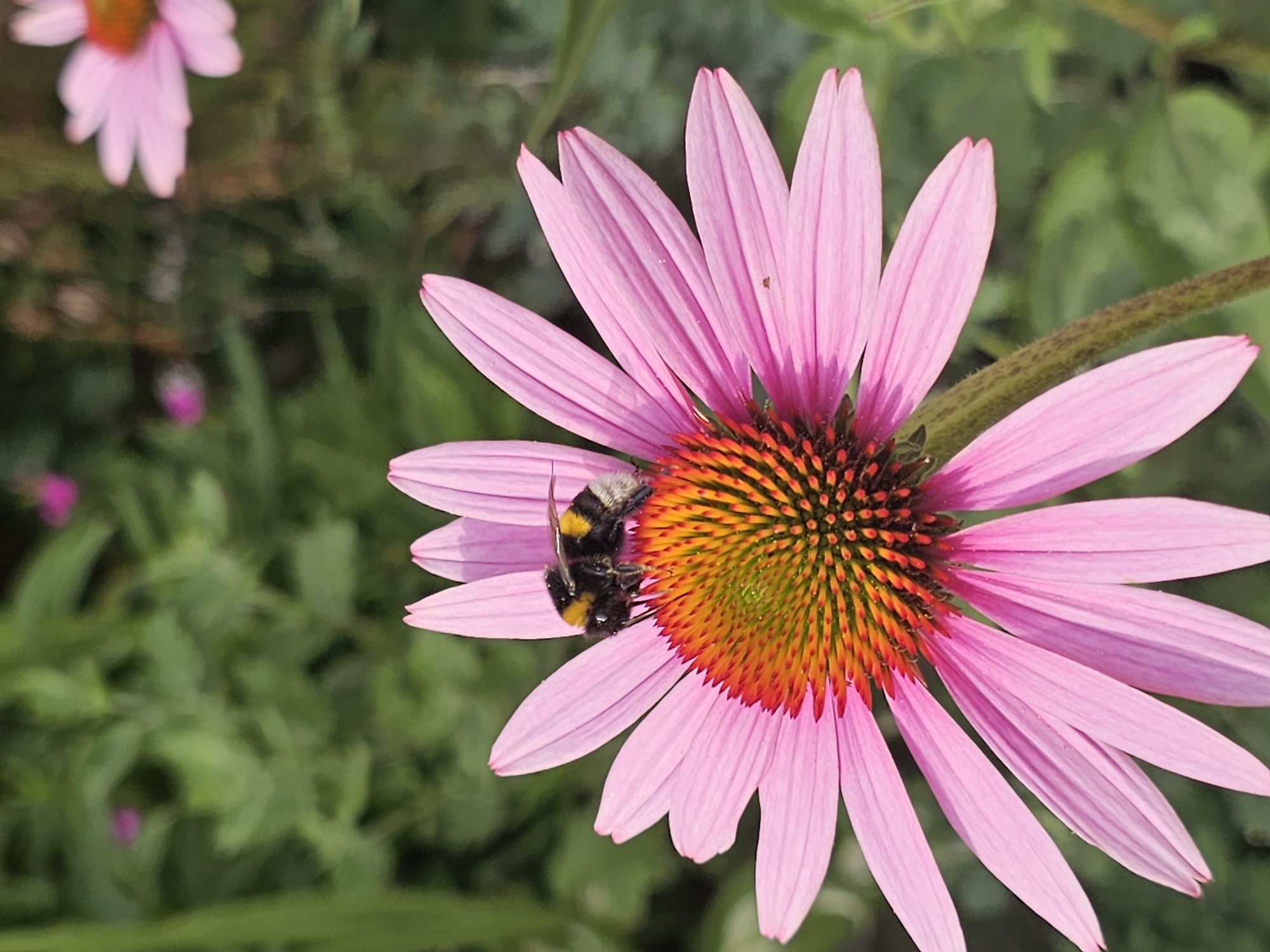 A close-up shot captures a bumblebee with black and yellow markings perched on the center of a vibrant pink Echinacea flower. The flower's petals are fanned out, revealing a spiky, orange and green center. The background consists of a soft-focus green foliage. The image does not depict the city of Khimki, Russia, nor does it contain any people.