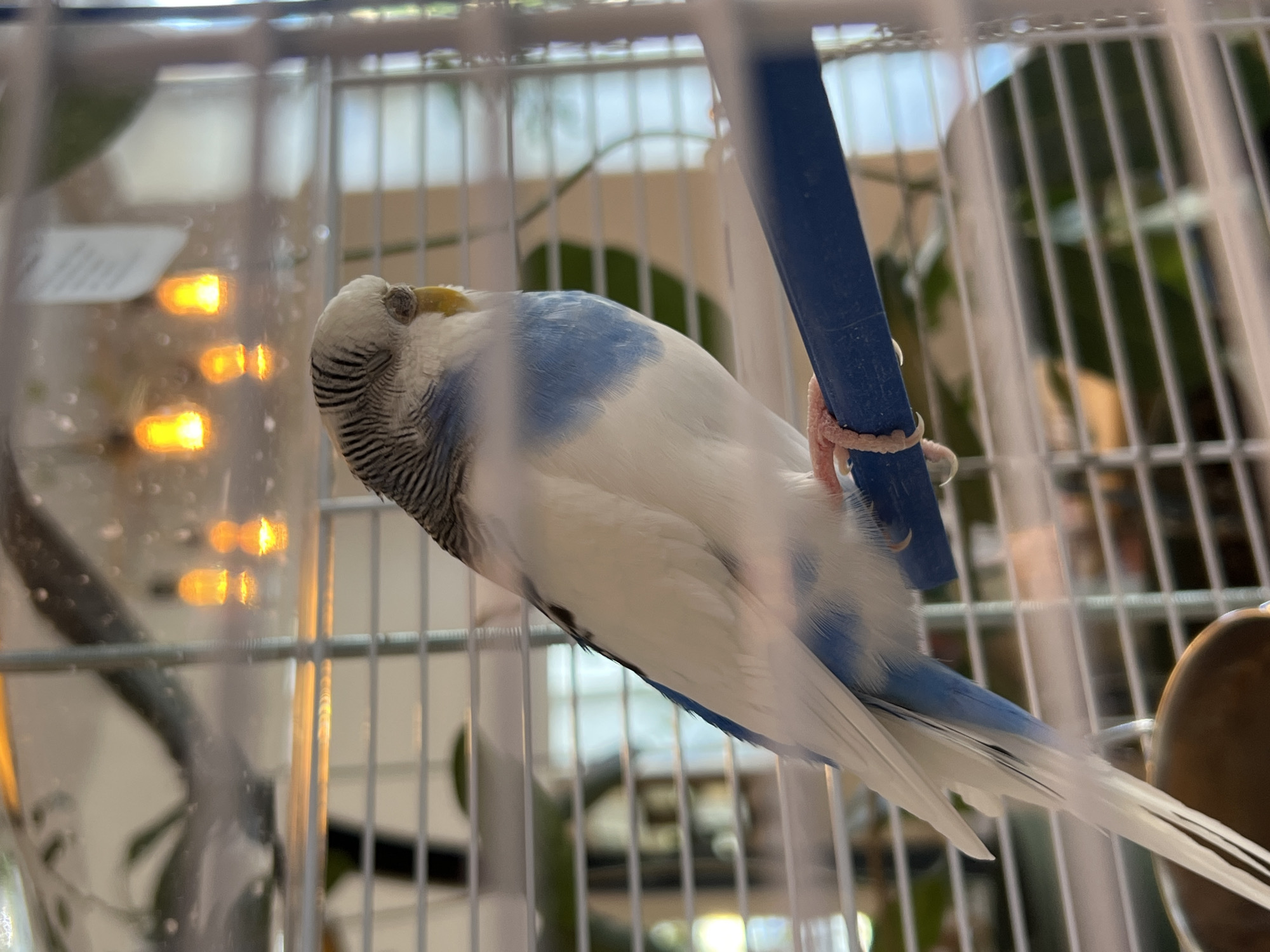 A budgerigar is perched on a blue bar inside a white birdcage. The budgerigar has white and blue feathers, with black and white striped markings on its head. It is facing to the right, with its eyes closed. The background is blurry, with reflections of orange lights visible. The birdcage is made of white bars and appears to be in an indoor setting. There are no people visible in the image. The location in Odesa, Ukraine is not specified in the image.