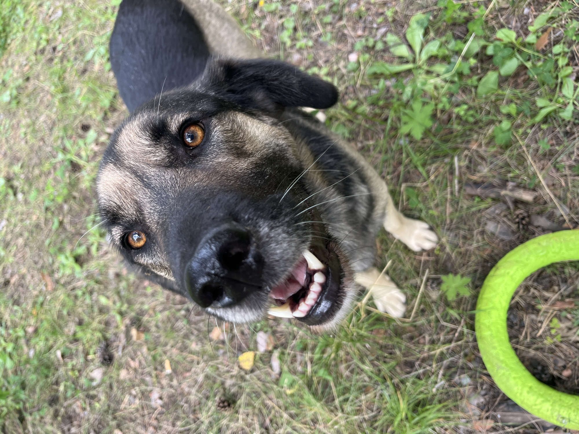 The image shows a close-up of a medium-sized dog with amber eyes, a black nose, and a mixture of black and tan fur. The dog is looking up at the camera with its mouth open, revealing its teeth and pink gums. The dog's ears are black and appear to be floppy. The dog is standing on a grassy area with some dry leaves and pinecones scattered on the ground. A bright green, circular dog toy is visible in the lower left corner of the image. The background is blurred, but appears to be an outdoor environment with grass and vegetation. There is no indication of the city of Nizhny Tagil, Russia, or any specific location.