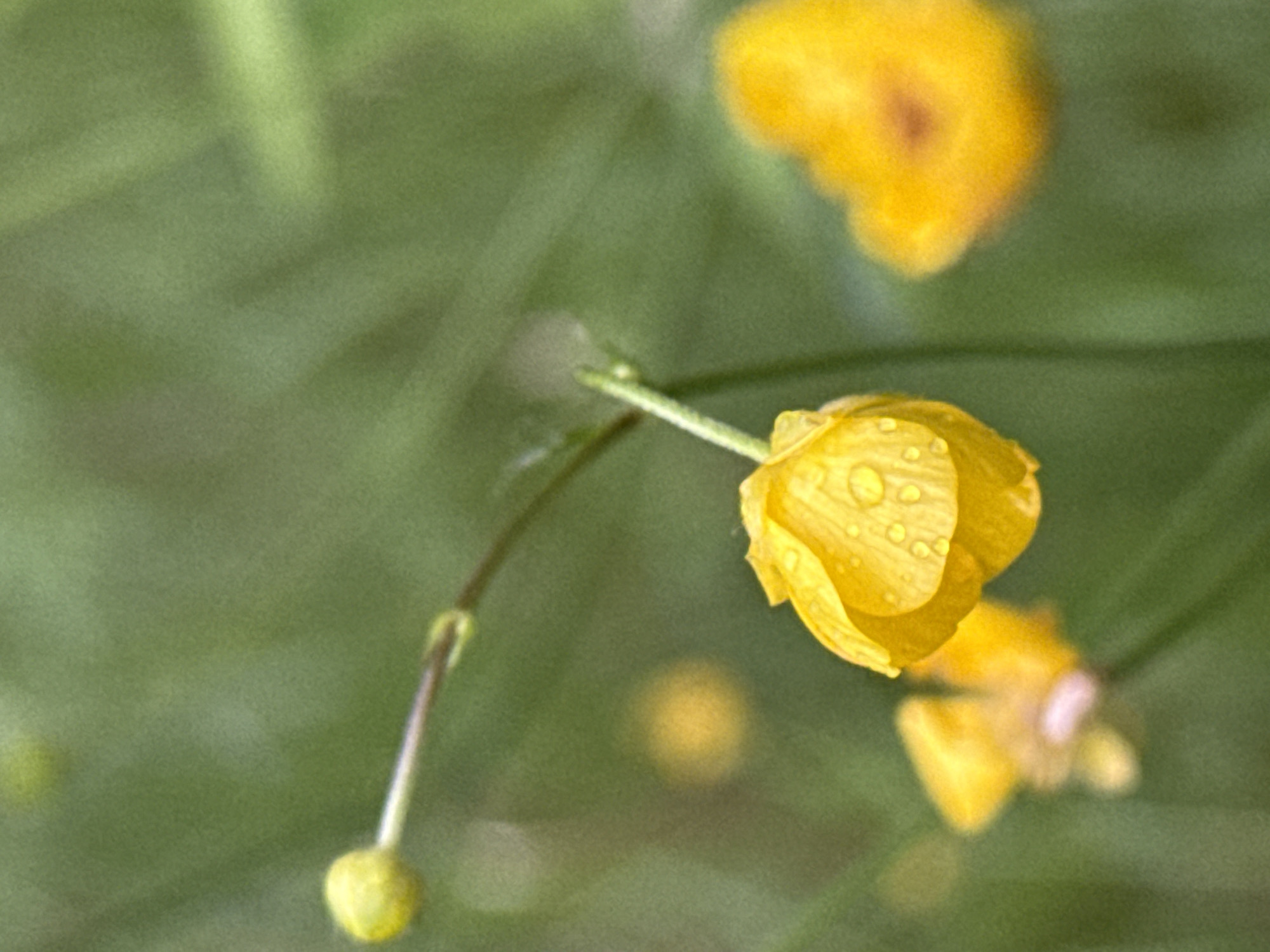 The image displays a close-up, shallow-depth-of-field photograph of several buttercup flowers (genus *Ranunculus*) set against a blurred green background.
The primary subject is a single vibrant yellow buttercup, centrally positioned and in sharp focus, with its petals angled downwards. Numerous clear water droplets, varying in size, cling to the surface of its petals. To the upper left, a slender green stem extends into the frame, culminating in a closed, unblossomed yellow buttercup bud. This bud is out of focus.
Further out of focus, several other blurred yellow shapes, consistent with additional buttercup flowers or buds, are visible in the lower-left, mid-left, and lower-right sections of the frame. The entire background is composed of soft, indistinguishable green tones, indicating natural foliage such as grass or other plants.
The lighting appears soft and diffused, highlighting the texture of the petals and the water droplets without casting harsh shadows. There are no human figures, animals, or man-made objects present. The image captures a natural, outdoor scene, likely after rain or dew.
The image contains no visual cues, landmarks, or metadata to identify its specific location as the city of Chaikovsky, Russia, or any other geographical point.