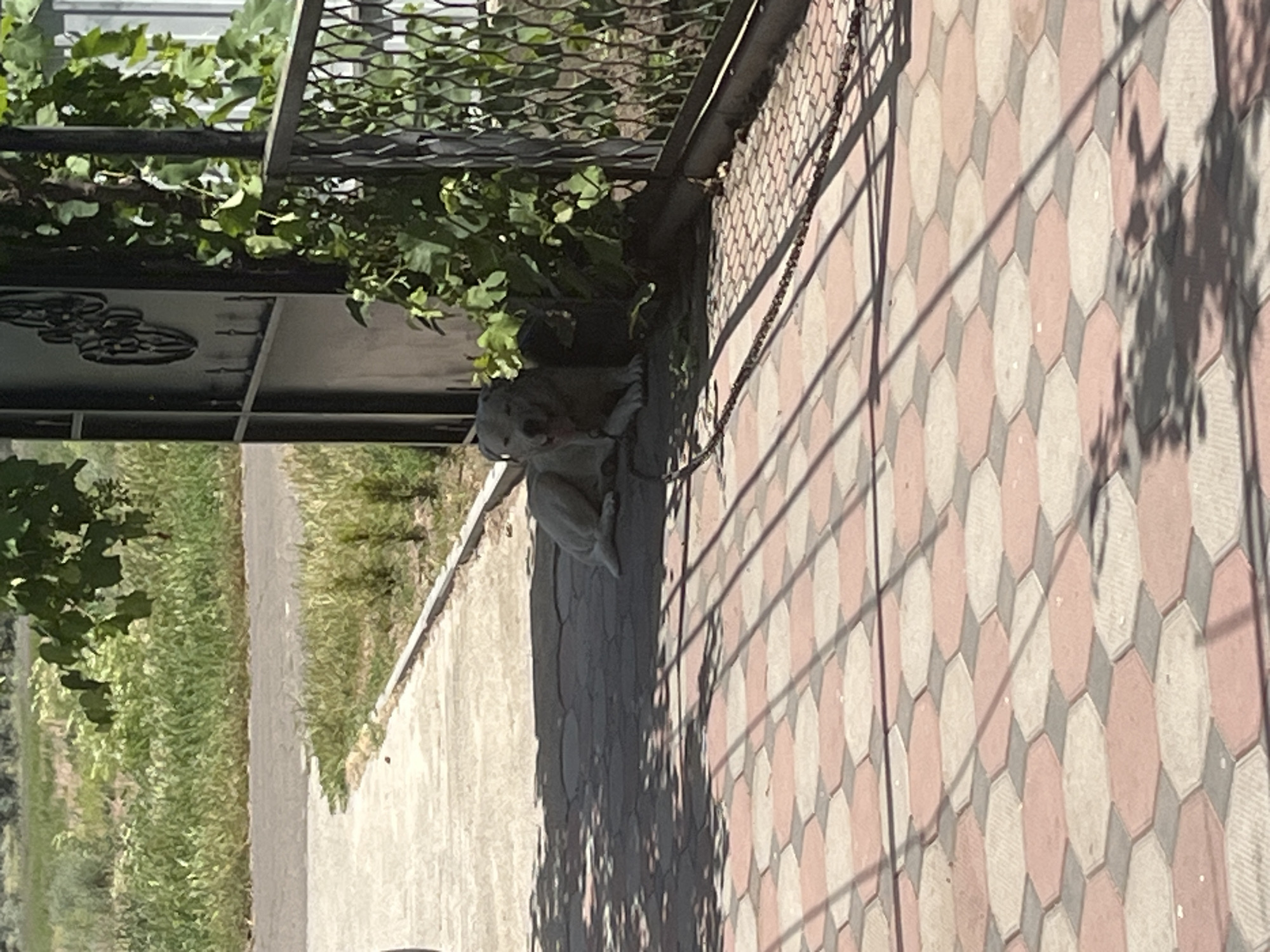 The image captures a scene outdoors, likely in Bohunove, Ukraine, on a sunny day. The main subject is a concrete statue of a dog lying on its side. The statue is positioned on a gray tiled path that leads away from the viewer. Adjacent to this path is a paved area with hexagonal tiles in alternating shades of pink and light gray. A metal fence with a wire mesh is visible at the top of the image, with green foliage hanging over it, suggesting a garden or yard. A dark chain runs from the fence down to the ground near the statue. Shadows of tree branches are cast across the tiled pavement, indicating the time of day is likely morning or afternoon. The overall impression is one of a quiet, possibly residential outdoor space. There is no visible text in the image.