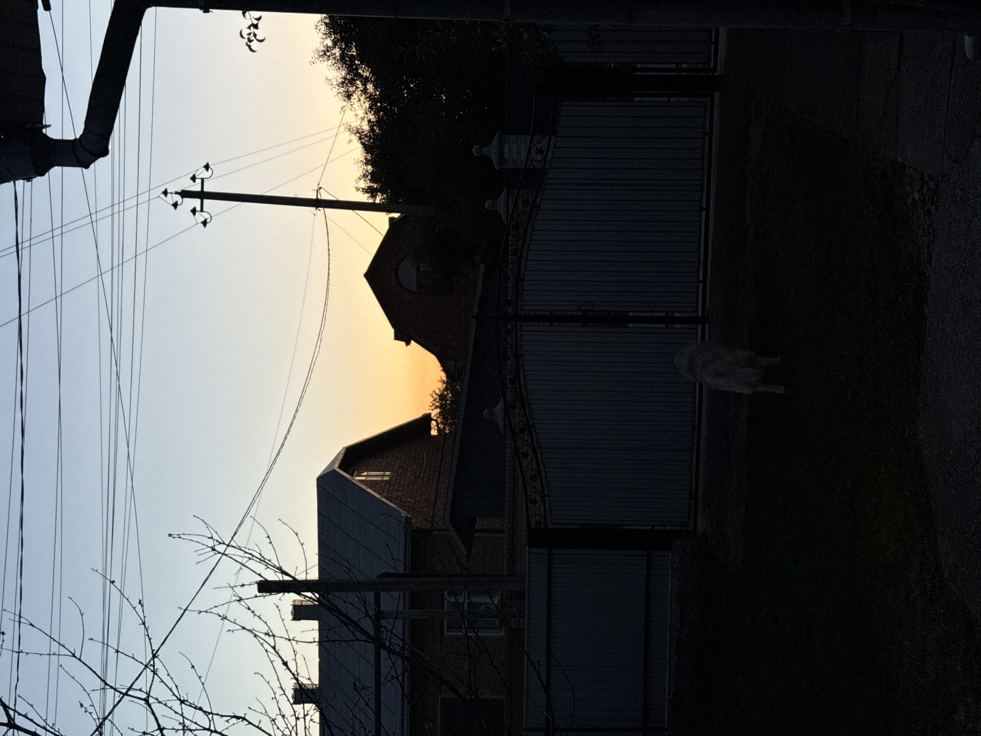 A dog is viewed from behind, standing on a dark lawn in front of a large, ornate metal gate that encloses a yard with a house and trees. The sky behind the gate is a gradient of light blue at the top, transitioning to a warm orange glow near the horizon, indicating dusk or dawn. Power lines crisscross the sky, and a telephone pole with multiple crossbars is visible. The house, constructed of brick, has a dark roof and a pitched gable end with a small, illuminated window. The overall scene is dimly lit, with much of the foreground obscured by shadow.