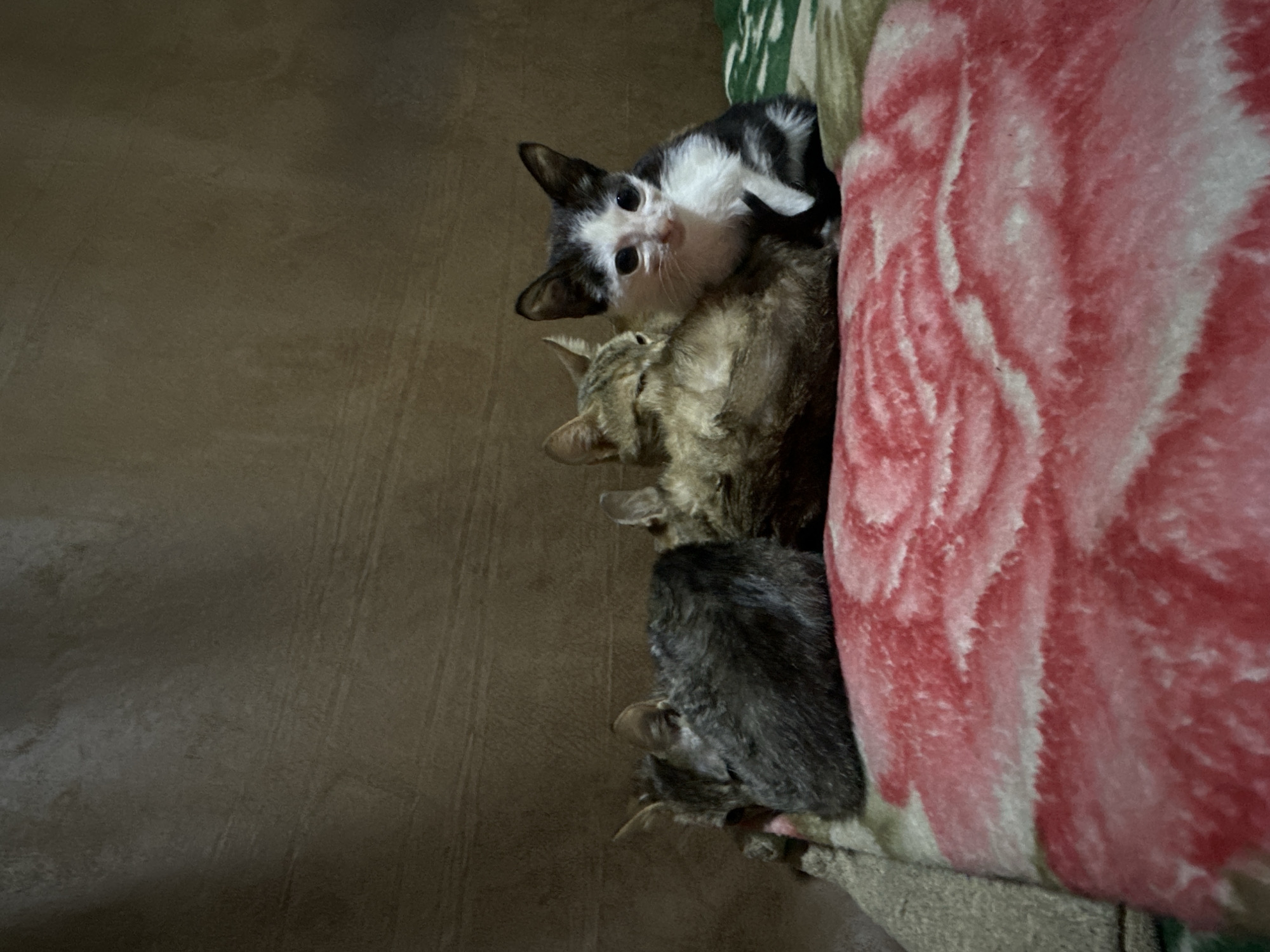 Four kittens are sleeping or resting on a patterned blanket in front of a textured, tan-colored wall. Two darker grey and brown tabby kittens are curled up on the left side of the image, largely obscuring each other. A brown tabby kitten is nestled behind them, facing away from the camera. A small black and white kitten is sitting upright on the right, looking towards the camera with wide, dark eyes. The blanket beneath them has a large, stylized pink rose pattern. The scene appears to be indoors, possibly in a domestic setting in Jos, Nigeria, given the context provided.