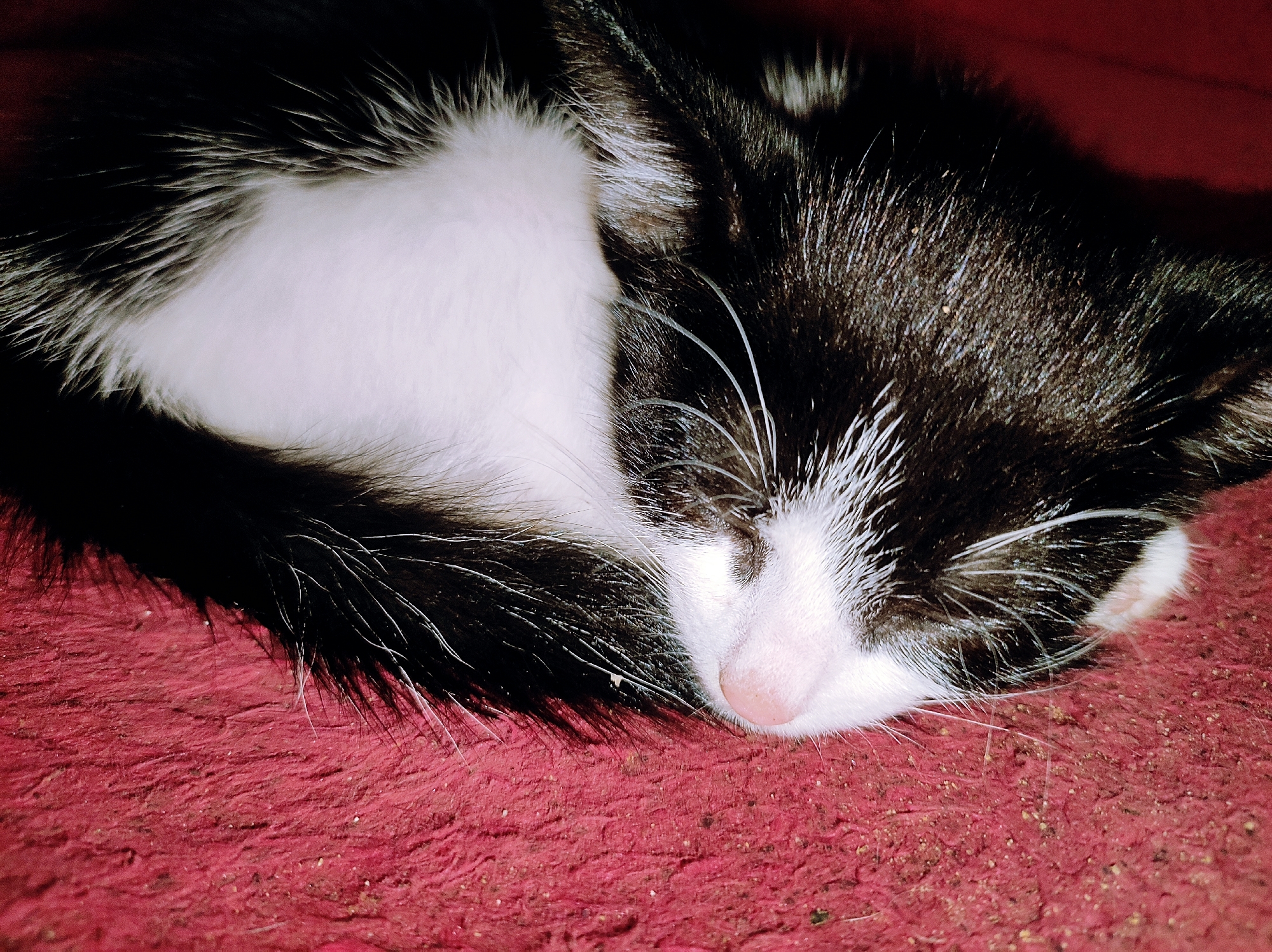 A black and white kitten sleeps curled up on a red carpet. The kitten's head is tilted downward with its nose resting on the carpet. The fur is predominantly black on the head and back, transitioning to white on the belly and face. Its tail is curled around its body. The background is the textured red carpet. The location in Jos, Nigeria is not discernible from the image.