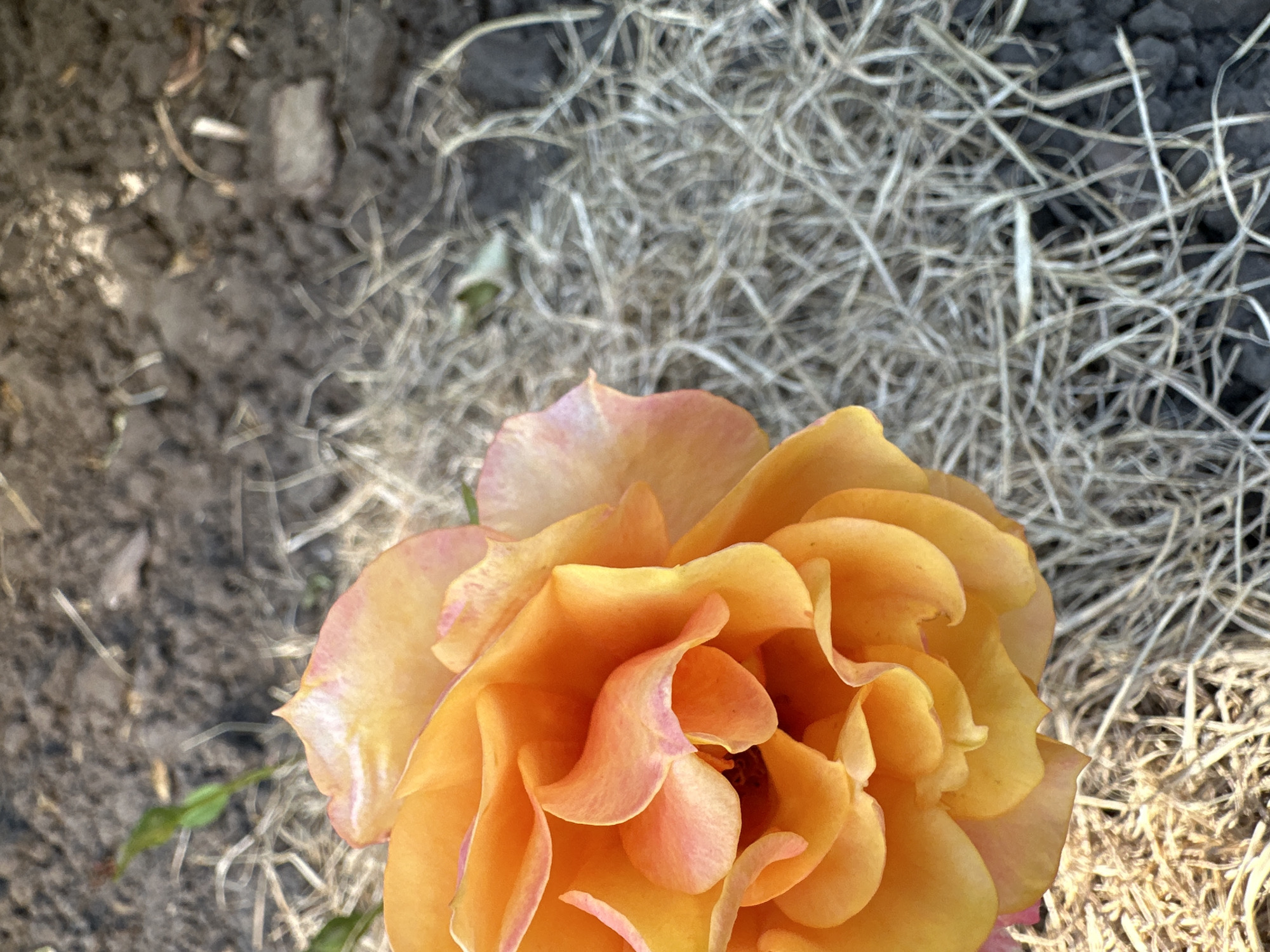 A close-up, top-down shot of an orange and pink rose is the primary subject. The rose is unfurling with layers of soft, velvety petals, exhibiting a gradient of color from vibrant orange at the center to delicate pink edges. The background is a textured mix of dark soil and dry, light-brown grass or straw, suggesting an outdoor garden setting. The lighting appears to be natural, casting subtle shadows and highlighting the rose's delicate form. The scene is devoid of any human presence or identifiable landmarks.