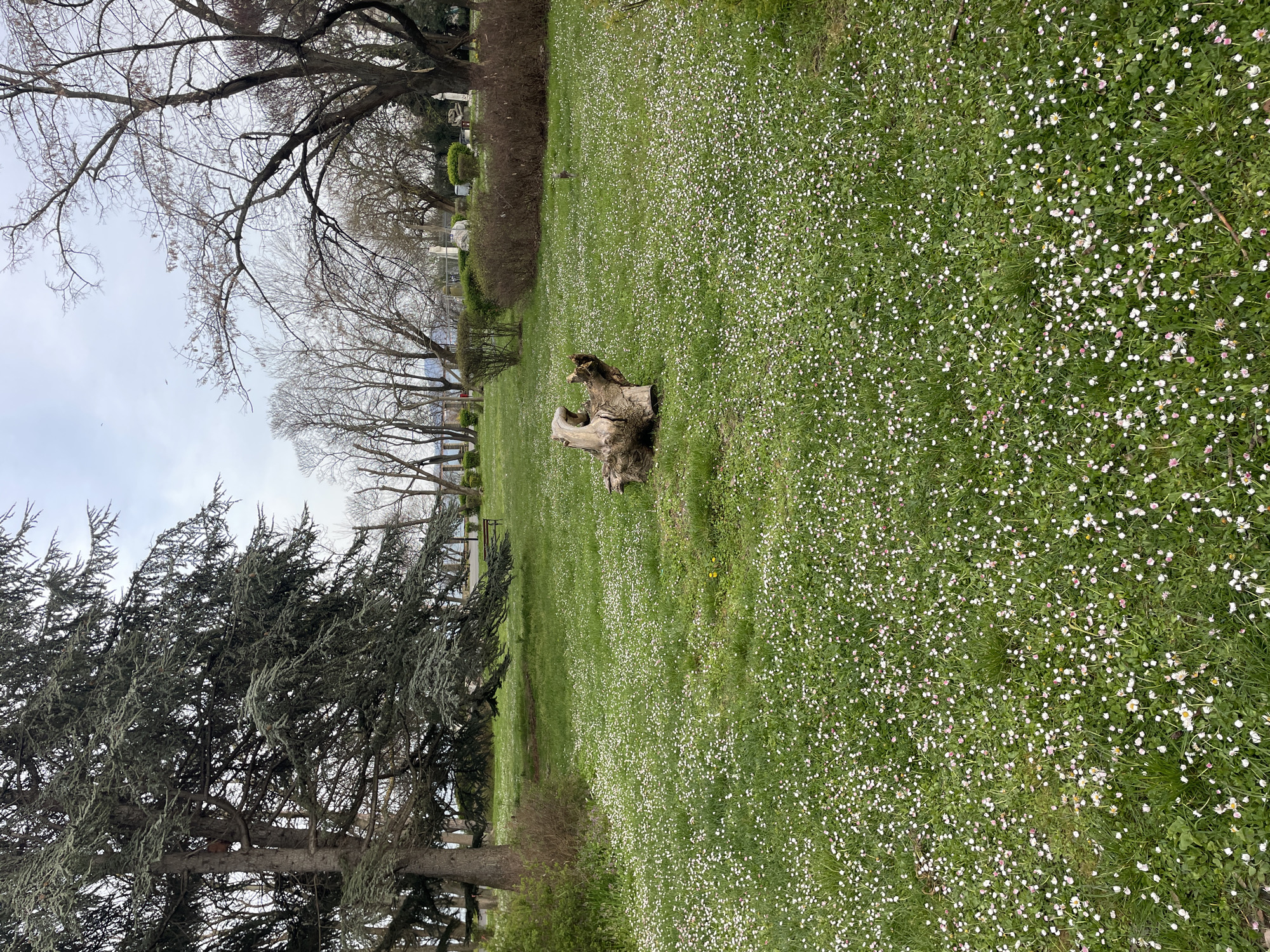 The image shows a park in Burgas, Bulgaria, filled with a carpet of small white flowers covering the green grass. A tree stump sits in the middle of the field. A conifer tree is to the left, and bare trees are in the background. Bushes line the edge of the field, and several gravestones are in the background. The sky is overcast.