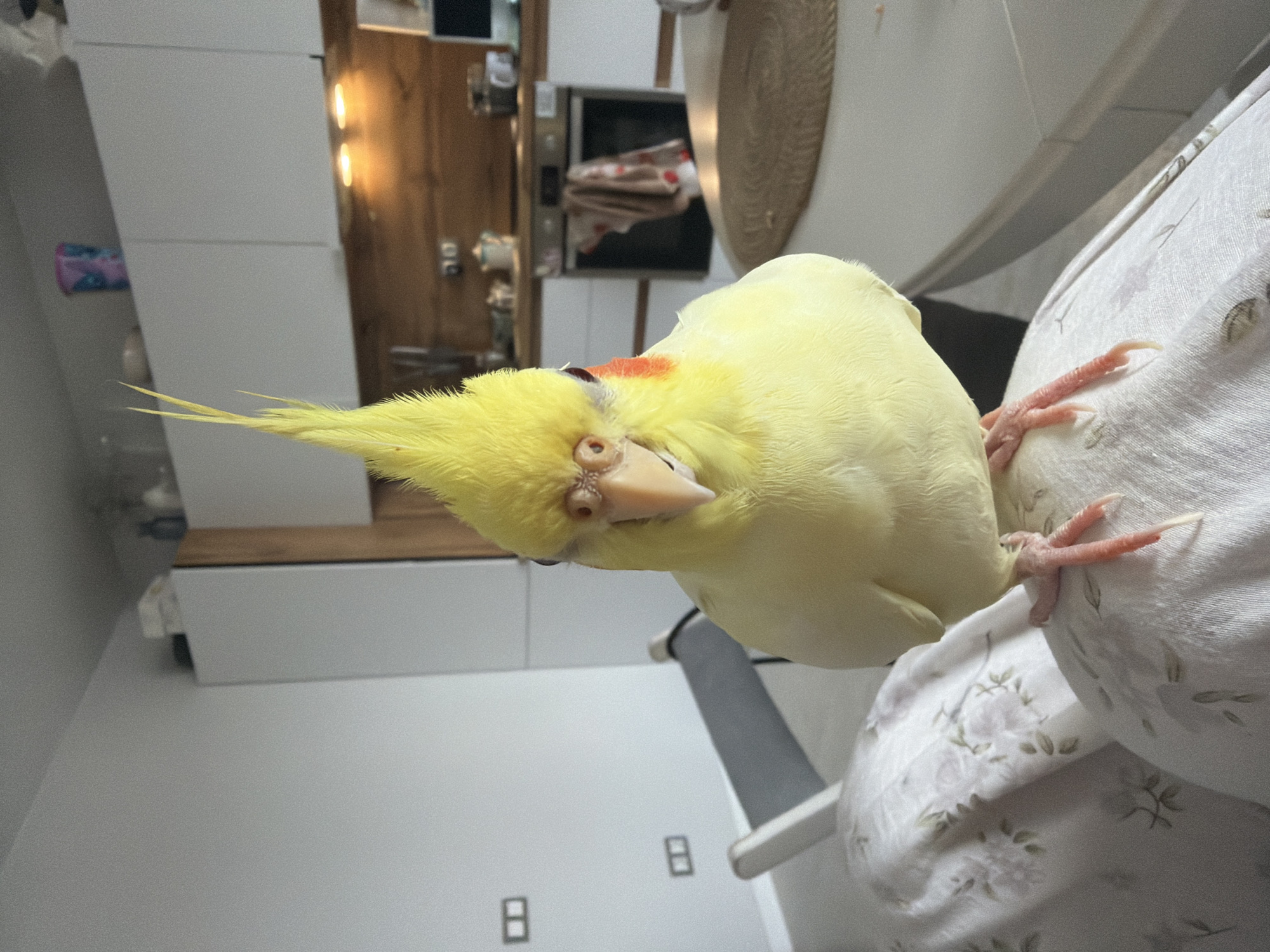 A cockatiel is perched on a patterned fabric surface, likely a piece of clothing or furniture, in an indoor setting. The bird is facing the camera directly, with its crest raised. Its body is primarily yellow, with orange cheek patches and red irises. The background reveals a kitchen area with white cabinets, wooden countertops, and an oven. Two light fixtures are visible above the countertop, emitting a warm glow. There is also a glimpse of a white table with a woven placemat. The overall environment suggests a domestic space within a city.