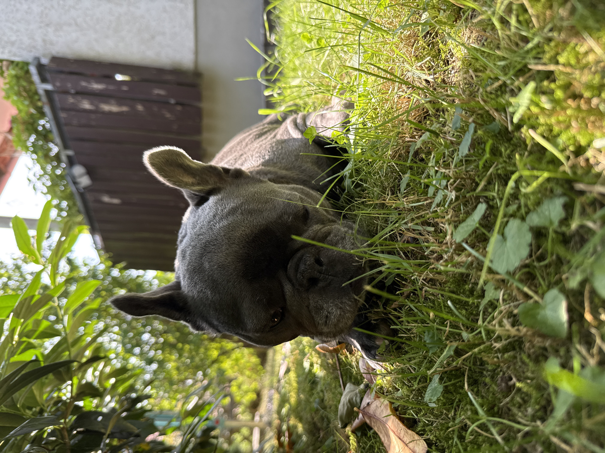 A grey French bulldog lies in the grass in the garden of a house. The dog is in the foreground, and its head is resting on the grass, with its eyes looking forward. The dog's body is partially visible behind its head, and it is lying on its side. The grass is green and lush, and there are a few fallen leaves scattered on the ground. In the background, there is a wooden fence and a white wall, and some trees and foliage. The sun is shining, and the lighting is bright and natural. The scene is peaceful and serene, suggesting a relaxed moment for the dog. The location is identified as Bad Sachsa, Germany.