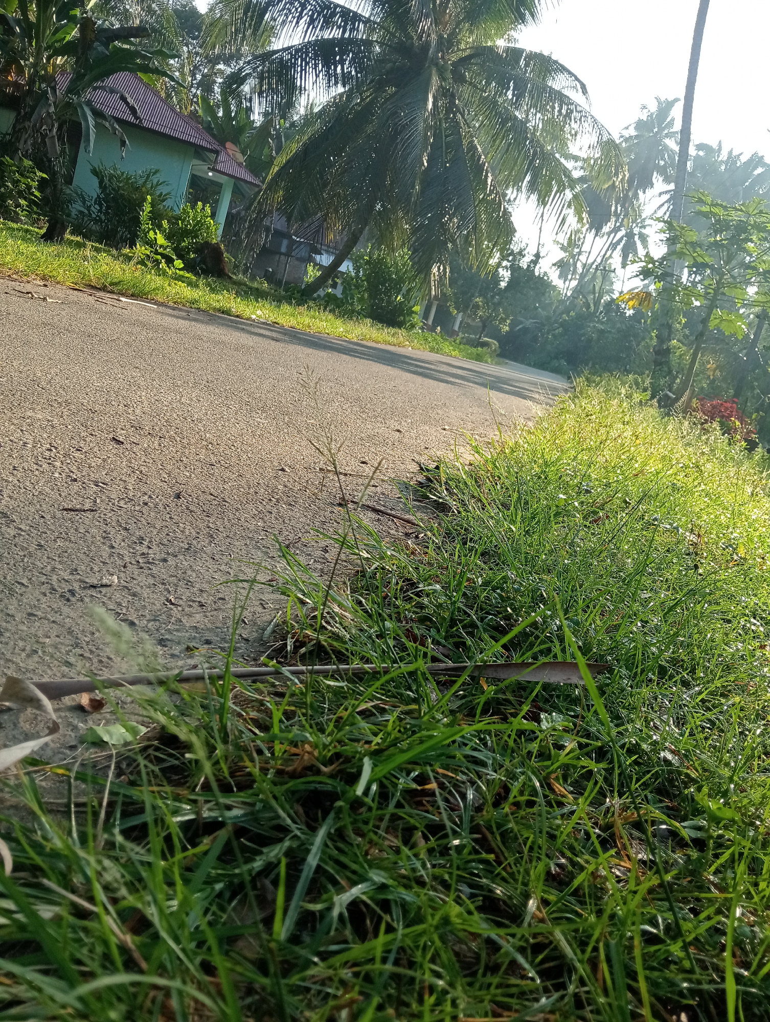 The image captures a roadside scene in Campago Barat, Indonesia, bathed in the golden light of early morning. A paved asphalt road stretches into the distance, bordered by lush, dewy green grass. Beyond the grass, a cluster of palm trees dominates the landscape, their fronds silhouetted against a bright sky. In the background, a light blue house with a dark tiled roof is visible, surrounded by dense tropical foliage. The overall impression is one of a peaceful rural or suburban environment in Indonesia.