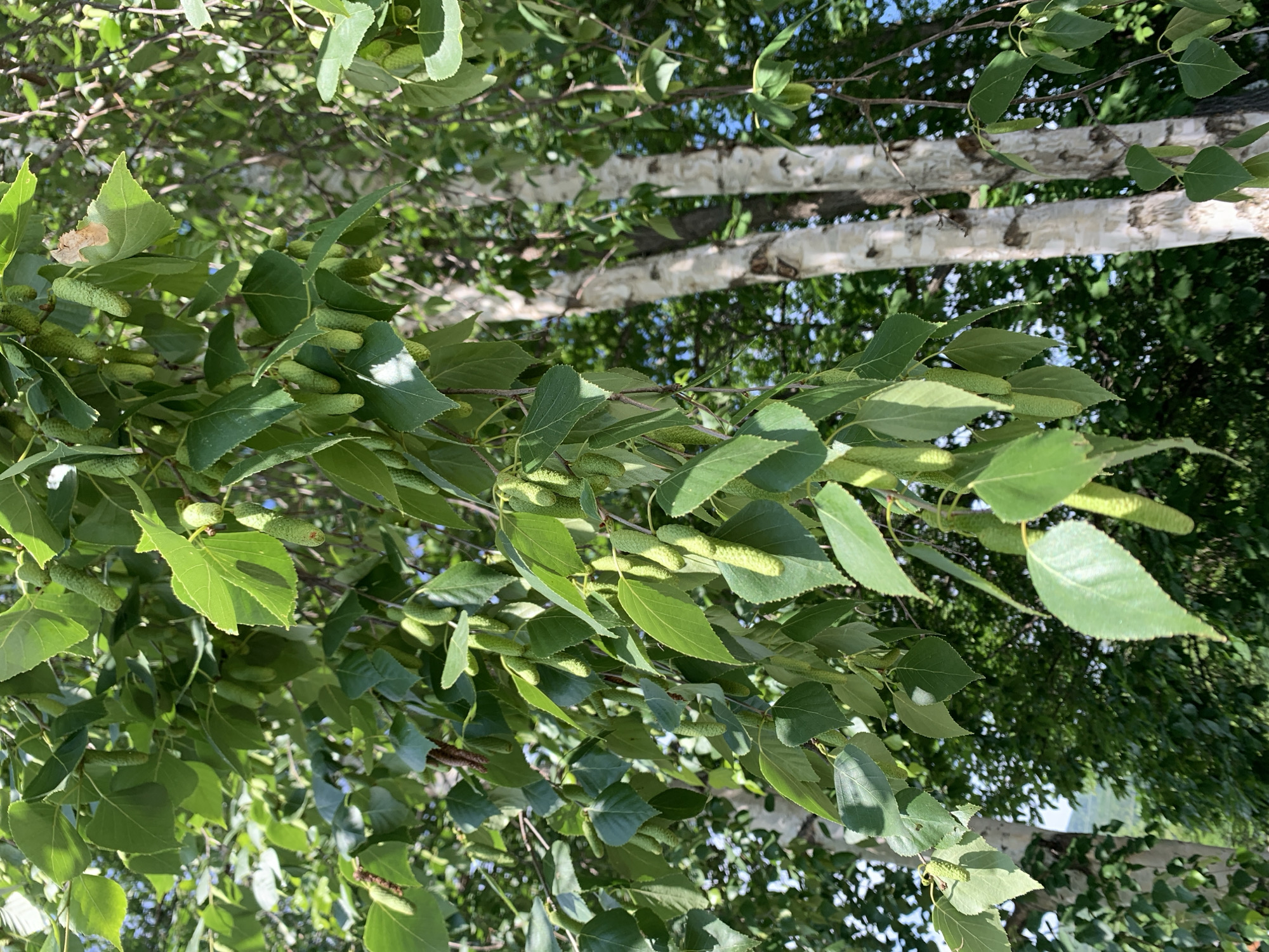 The image shows a close-up view of a birch tree with green leaves and catkins. Several light green, elongated catkins hang down from the branches, interspersed with the tree's distinctive white bark. The background is blurred, but suggests a wooded area with other trees and foliage. The lighting indicates it is daytime, likely with bright sunshine casting shadows. There are no people or animals visible in the frame. The scene appears to be an outdoor, natural environment, possibly a park or forest, without any indication of an urban setting within Kavalerovo, Russia.