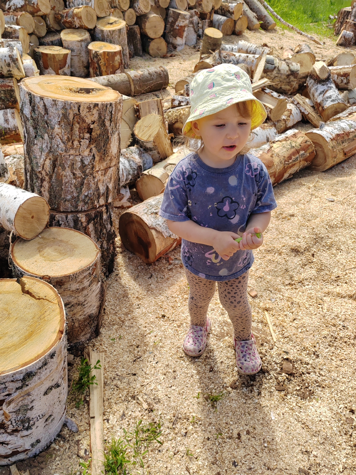 The image depicts an outdoor scene in Unknown, Unknown, dominated by a large quantity of cut logs and sawdust. A young child, appearing to be a toddler, stands centrally in the frame, positioned on a ground thickly covered in light brown sawdust. The child is wearing a light yellow bucket hat with watermelon patterns, a dark blue short-sleeved t-shirt with abstract floral designs in pink, purple, and white, light brown leopard-print leggings, and pink and purple patterned Crocs-style shoes. The child holds a small, bright green object in both hands and looks downwards and slightly to their left. To the left of the child, several cut logs are stacked vertically, forming short columns. In the background and to the right, numerous other logs, predominantly with white or light-colored bark, are scattered horizontally across the sawdust-covered ground. The cut ends of the logs reveal pale wood with distinct growth rings. Small patches of green vegetation are visible growing through the sawdust in various areas. The overall setting suggests a wood processing area or a location where trees have recently been felled and cut.