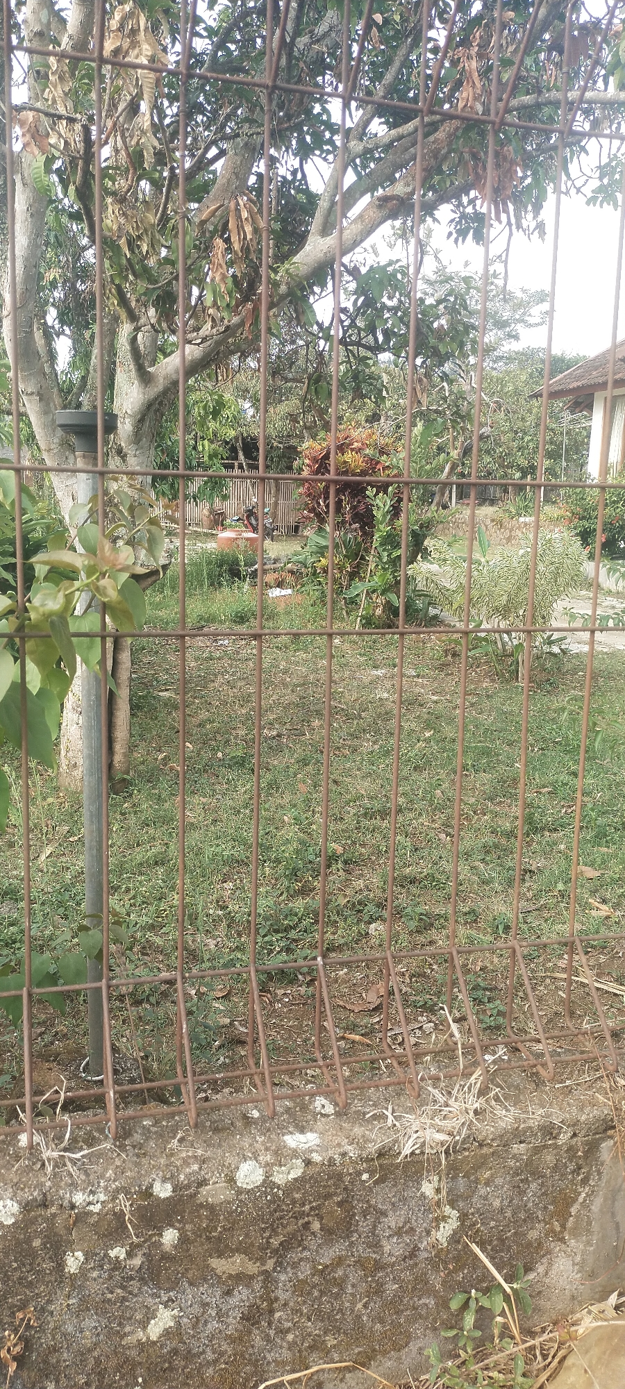 A fence made of thin, rusted metal bars runs horizontally across the foreground, obscuring a view of a grassy yard and a building. The fence posts are vertical and spaced roughly 8 inches apart. The yard is covered in green grass and scattered leaves. In the background, a house with a brown tiled roof is visible on the right side of the image, partially obscured by trees. The house appears to be a single-story structure with a white exterior wall. A wooden fence runs behind the grassy yard, and several trees with bare branches and some green leaves are scattered throughout the scene. A light-colored concrete wall runs along the bottom of the fence. The overall impression is one of a moderately maintained outdoor space.
