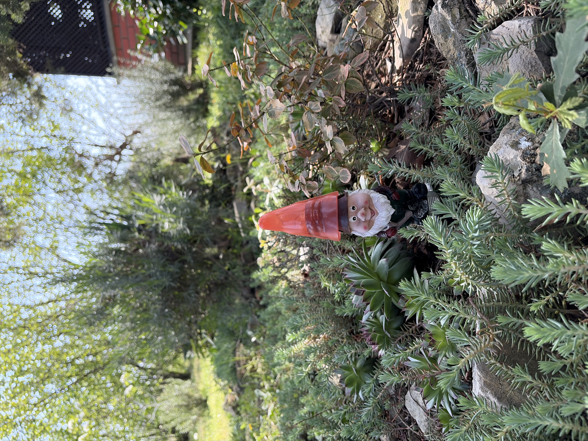 A garden gnome with a red pointed hat, a white beard, and a slightly surprised expression is situated among various plants and rocks. The gnome is positioned horizontally within the frame, its head facing towards the right side of the image. The surrounding foliage includes succulents and other types of greenery. The background shows trees and possible structures indicating that this is likely located in a garden or yard. Without additional landmarks, definitively placing this within the city of Topola Municipality, Serbia, is impossible based on this image alone.