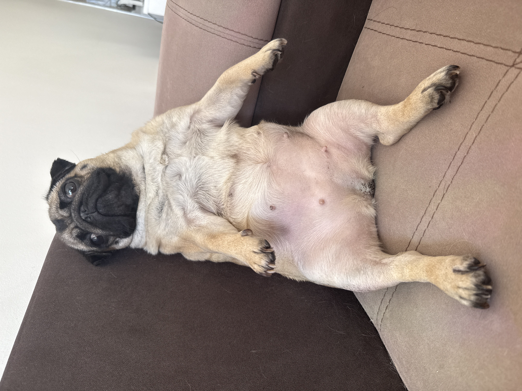 A fawn pug is lying on its back on a brown and tan upholstered sofa. The pug has a black mask and is facing the camera. Its legs are splayed out, and its belly is exposed. The sofa is in a well-lit room.