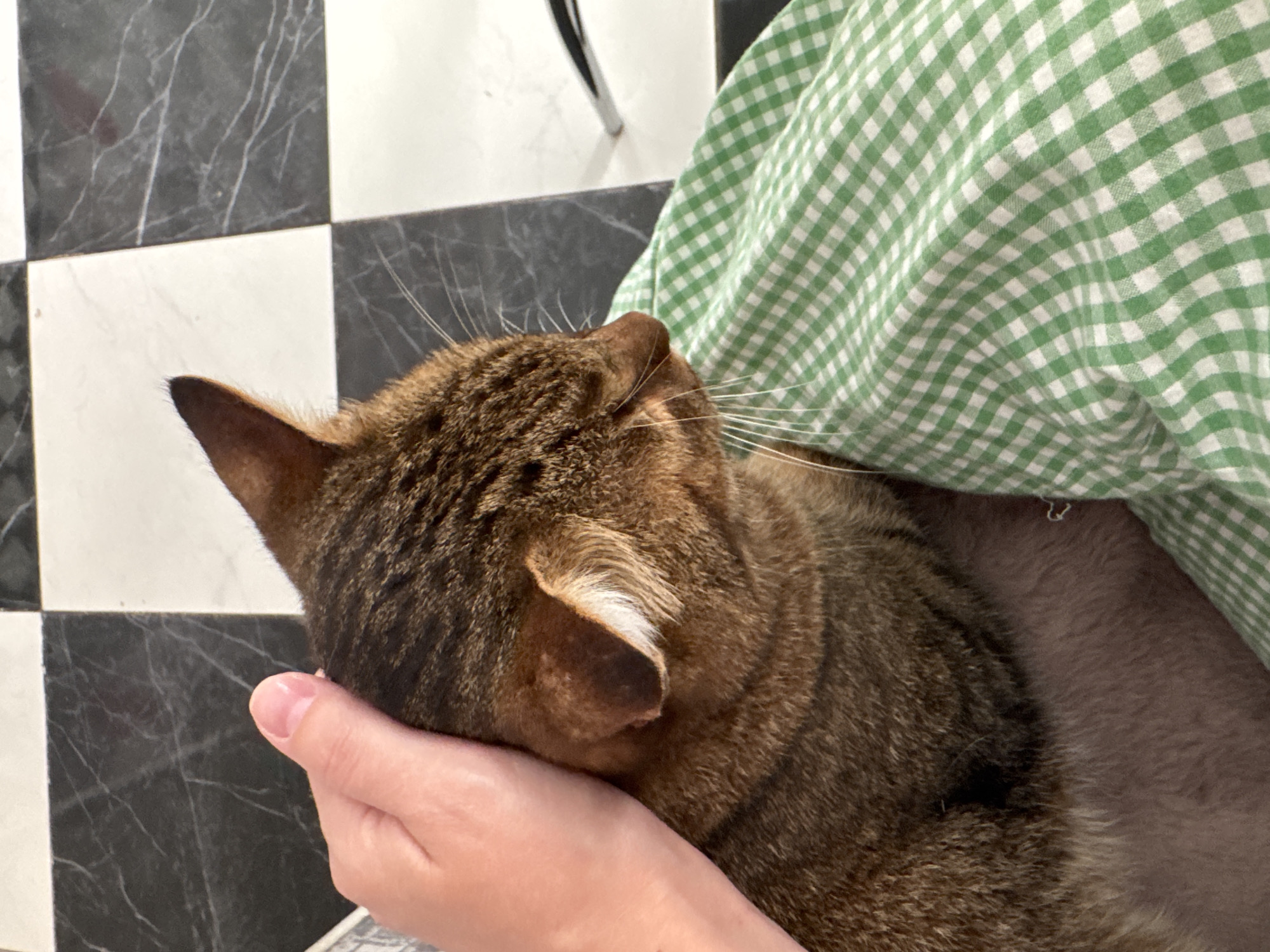 A close-up, overhead shot shows a hand petting the head of a tabby cat. The cat's fur is a mix of brown and black stripes, and its eyes are closed. The cat is lying on a green and white checkered fabric. In the background, a black and white checkered floor is visible. The image appears to have been taken indoors.