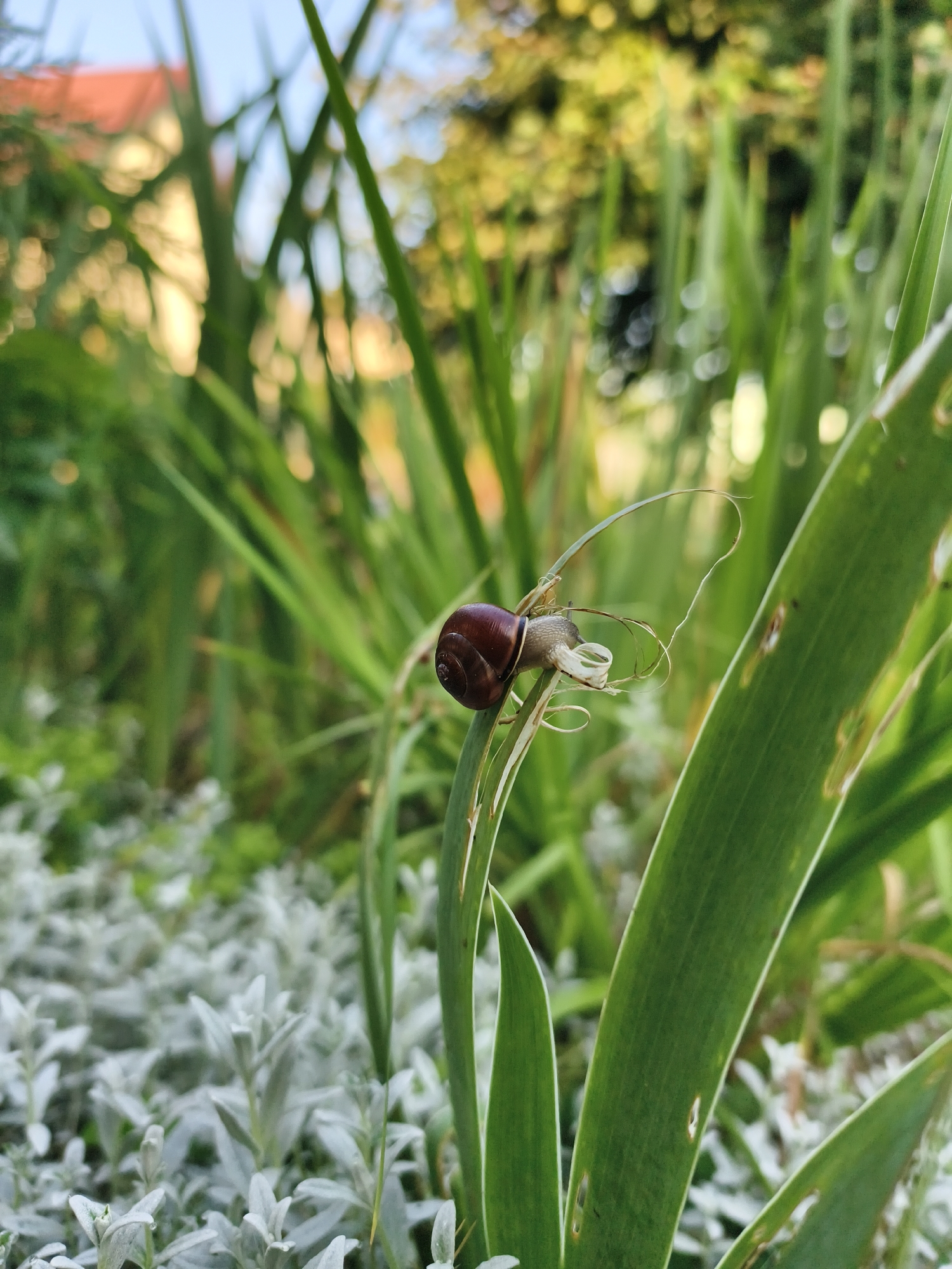 In Tczew, Poland, a close-up shot captures a snail perched on a green blade of grass. The snail, a small terrestrial gastropod with a coiled, dark brown shell, is positioned on the edge of the blade, its body partially extended. The grass blade itself is vibrant green, with some minor damage or thinning visible on its surface. Behind the snail and grass, the background is a blur of soft greens and yellows, suggesting a garden or natural setting with foliage and possibly sunlight filtering through. The overall impression is one of nature in a detailed, intimate view.