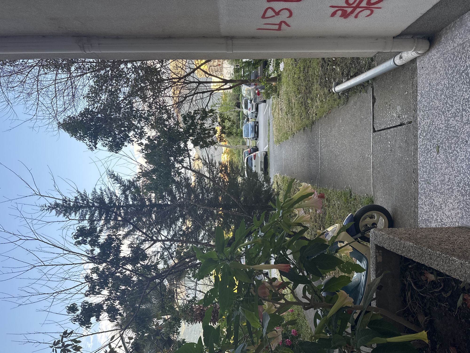 The image depicts an outdoor scene likely in Bar, Montenegro, observed from a sheltered perspective. A concrete walkway stretches out from the foreground, flanked by vegetation on both sides. Parked cars line the walkway in the distance. Trees with both leaves and bare branches fill much of the view. A downspout is attached to the overhead structure. Graffiti is visible on the upper right corner. The foreground features a motorcycle parked near some plants with large flowers. The sky is visible through the trees, suggesting it is either early morning or late afternoon.