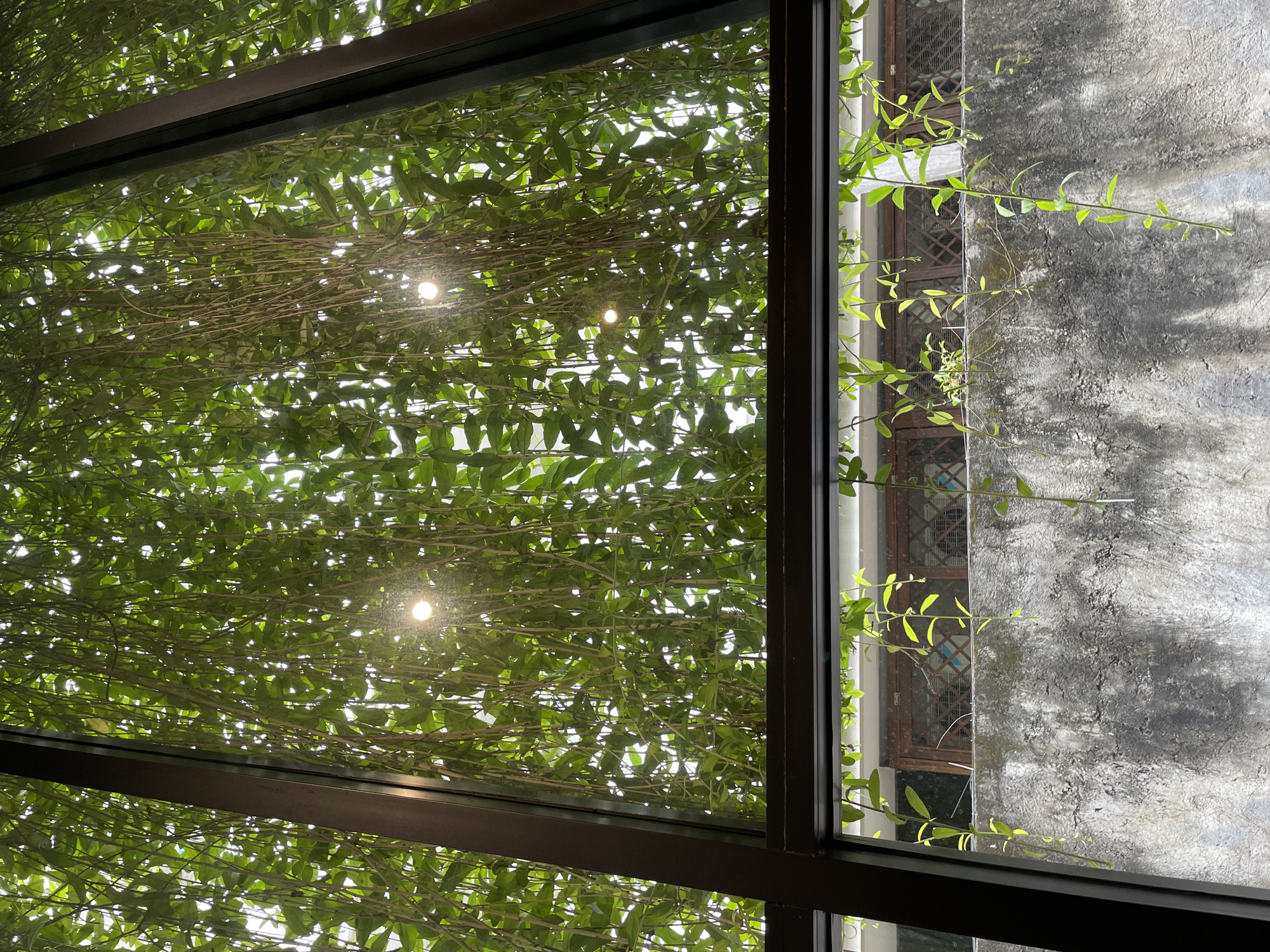 The image captures an interior view looking outwards through a large, dark-framed window. The scene is split by the window's structure into two main vertical sections.
The left and larger section of the view is filled with a vibrant, dense canopy of green leaves and intertwining vines, suggesting a lush overhead garden, pergola, or green roof viewed from below. Several bright, circular light sources, possibly artificial lights or sun reflections, pierce through the foliage, creating starburst effects. The leaves are well-lit, indicating a bright daytime environment.
The right and narrower section of the view reveals an exterior concrete wall with a textured, mottled grey surface. Delicate green vines with small leaves are growing along this wall, illuminated by direct sunlight which highlights their form and casts subtle shadows. Behind these vines, a traditional-style window with a dark wooden frame and a decorative lattice or grilled pattern is partially visible.
The overall impression is one of tranquility and natural integration within an architectural setting. The bright light suggests it is daytime with sunny weather. The combination of lush tropical foliage and the style of the exterior window is consistent with a location such as Kuta Selatan, Indonesia. There are no people visible, no activity taking place, and no discernible text in the image.