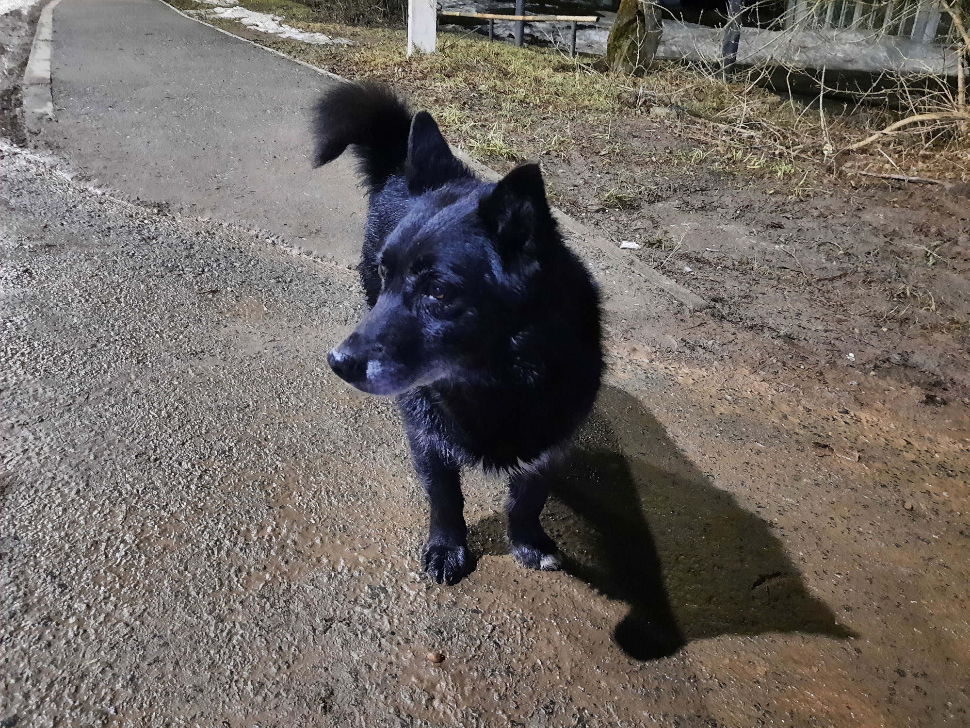 A black dog stands on a wet paved surface. The dog is medium-sized with a thick coat and pointed ears, and is looking to the left of the frame. The surface is mottled, suggesting it's wet and possibly dirty. In the background, there's a strip of grass with sparse vegetation, including some bare branches and a bench. The location is Krasnogorskoye, Russia.
