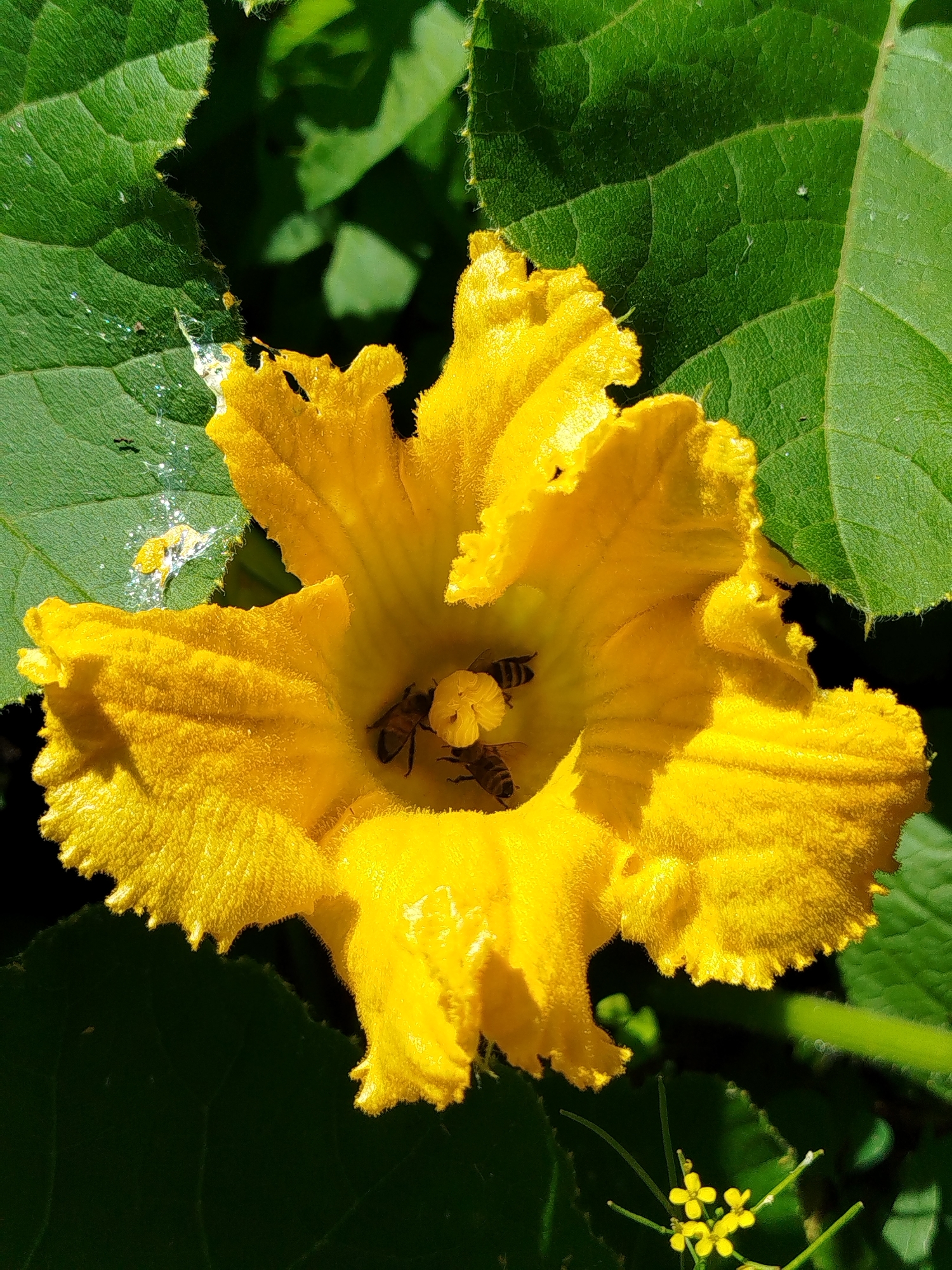 A close-up, high-angle shot captures a bright yellow squash blossom with three bees inside, two of which are clearly visible. The flower is surrounded by large, green leaves, one of which shows signs of being chewed. A cluster of small, yellow flowers is visible in the lower right corner of the frame. The lighting suggests it is daytime, with sunlight illuminating the blossom and casting shadows on the leaves. The location is the city of Chkalovskoye, SNT, Russia.