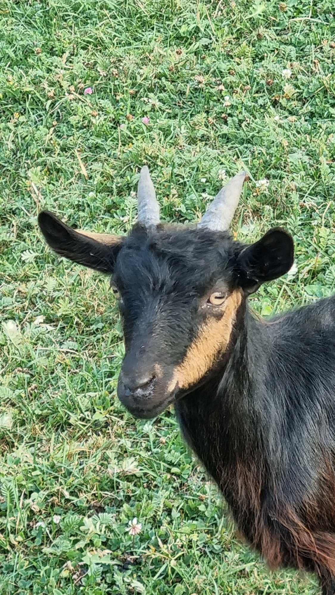 In Izky, Ukraine, a close-up, eye-level shot captures a black goat with light brown markings around its eyes and muzzle. The goat has short, curved horns and large, floppy ears, and it is looking directly at the camera. Its fur appears thick and slightly shaggy. The background consists of lush green grass, interspersed with small, light-colored flowers and clover-like foliage, suggesting an outdoor, natural setting. The lighting indicates it is daytime, with soft illumination.