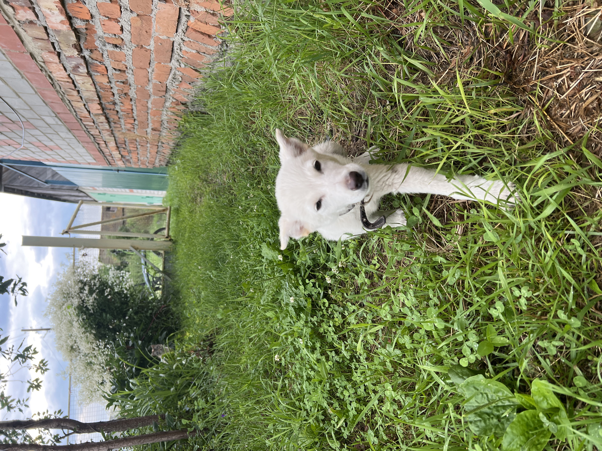 A young white dog with a black collar is walking through a grassy area next to a red brick building. The dog is facing the camera and appears to be the main subject of the image. The background shows a fence, some trees, and a cloudy sky. The overall scene is outdoors, likely in a residential or rural setting. The location is specified as Pivkino, Russia.