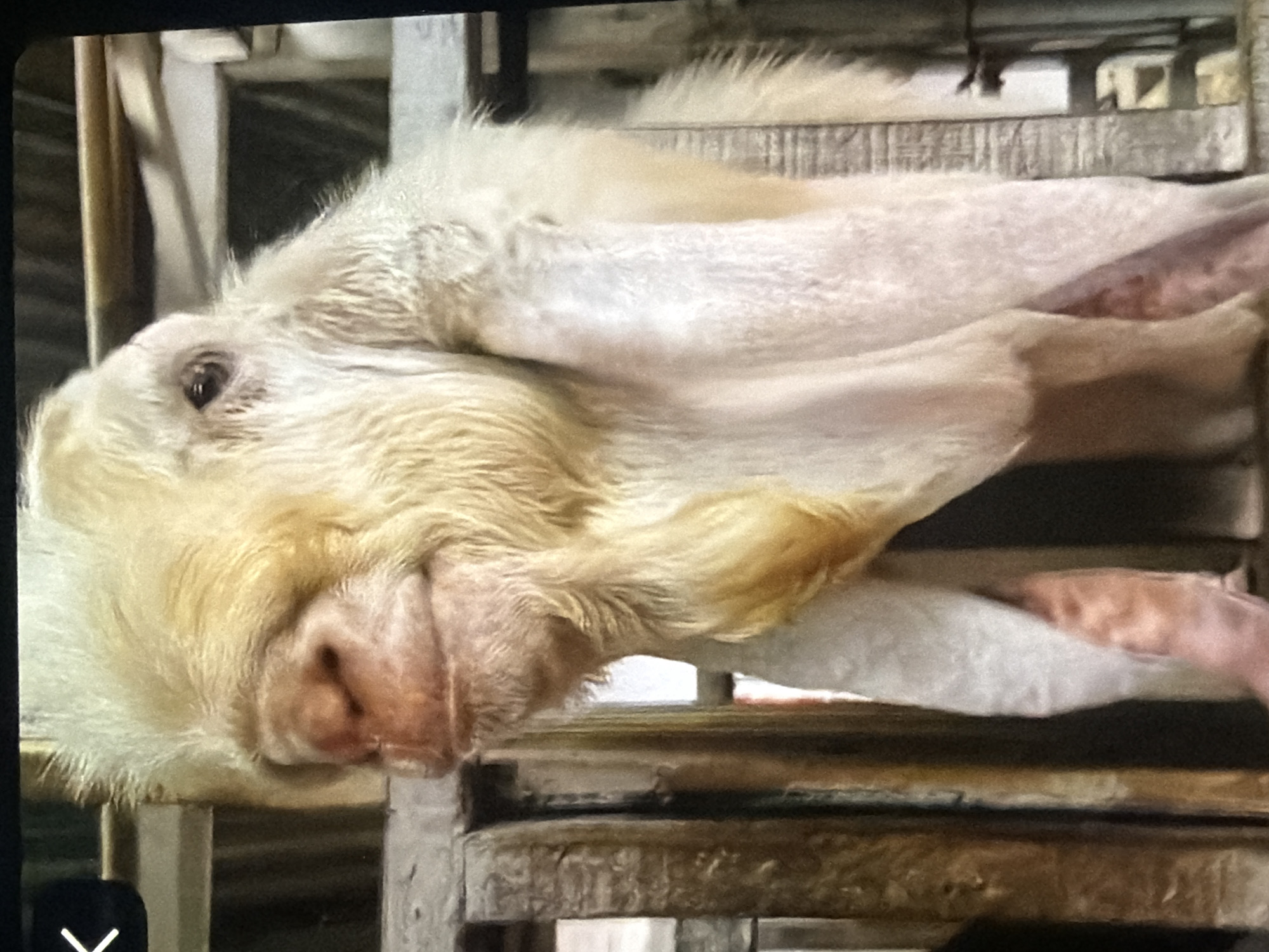 A close-up, head-on shot shows a light-colored goat with long, drooping ears standing in a wooden enclosure. The goat's face is pale yellow, with a prominent pink nose and a slightly open mouth. Its eyes are dark and appear to be looking slightly to the right of the camera. The goat has shaggy fur around its head and neck, and its large ears hang down to its shoulders. The enclosure appears to be made of rough, weathered wood, with vertical planks forming the walls and a horizontal beam visible across the top. The background is blurred, but appears to be more of the same wooden structure.