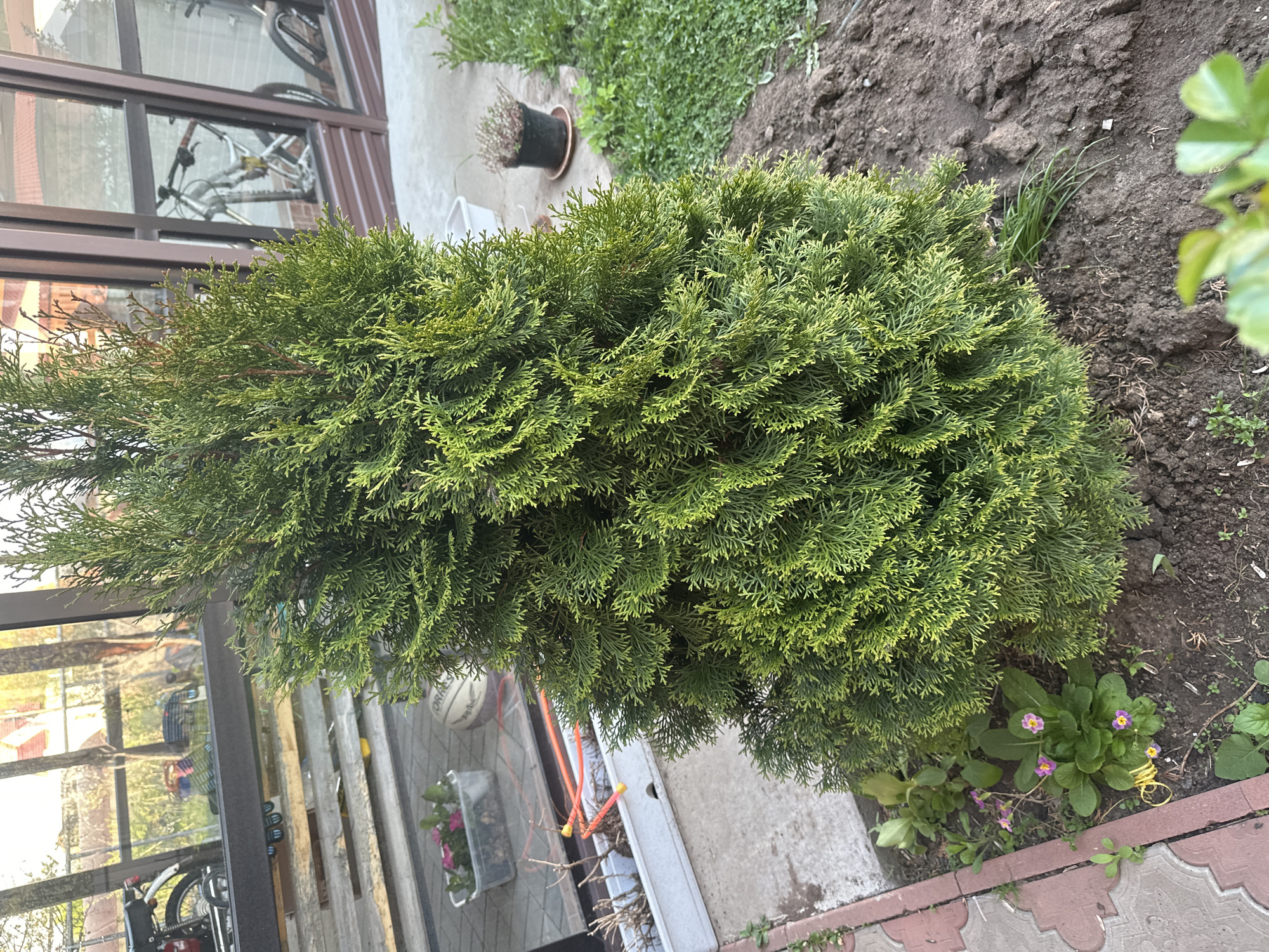 A medium-angle outdoor shot depicts a vibrant, green shrub, possibly a juniper or dwarf cypress, situated in a garden bed alongside a building. The shrub is the primary subject, with dense foliage displaying a slightly yellow-green hue. The building is brown, appears to be a sun room or enclosed porch, and has visible reflections in its windows. A bicycle is visible through the window.
The garden bed features dark soil, interspersed with grass and small flowering plants, including pink primroses. A section of brick edging borders the bed.
Based on the location information, this image would be captured in a private garden within the city of Chaikovsky, Russia.
