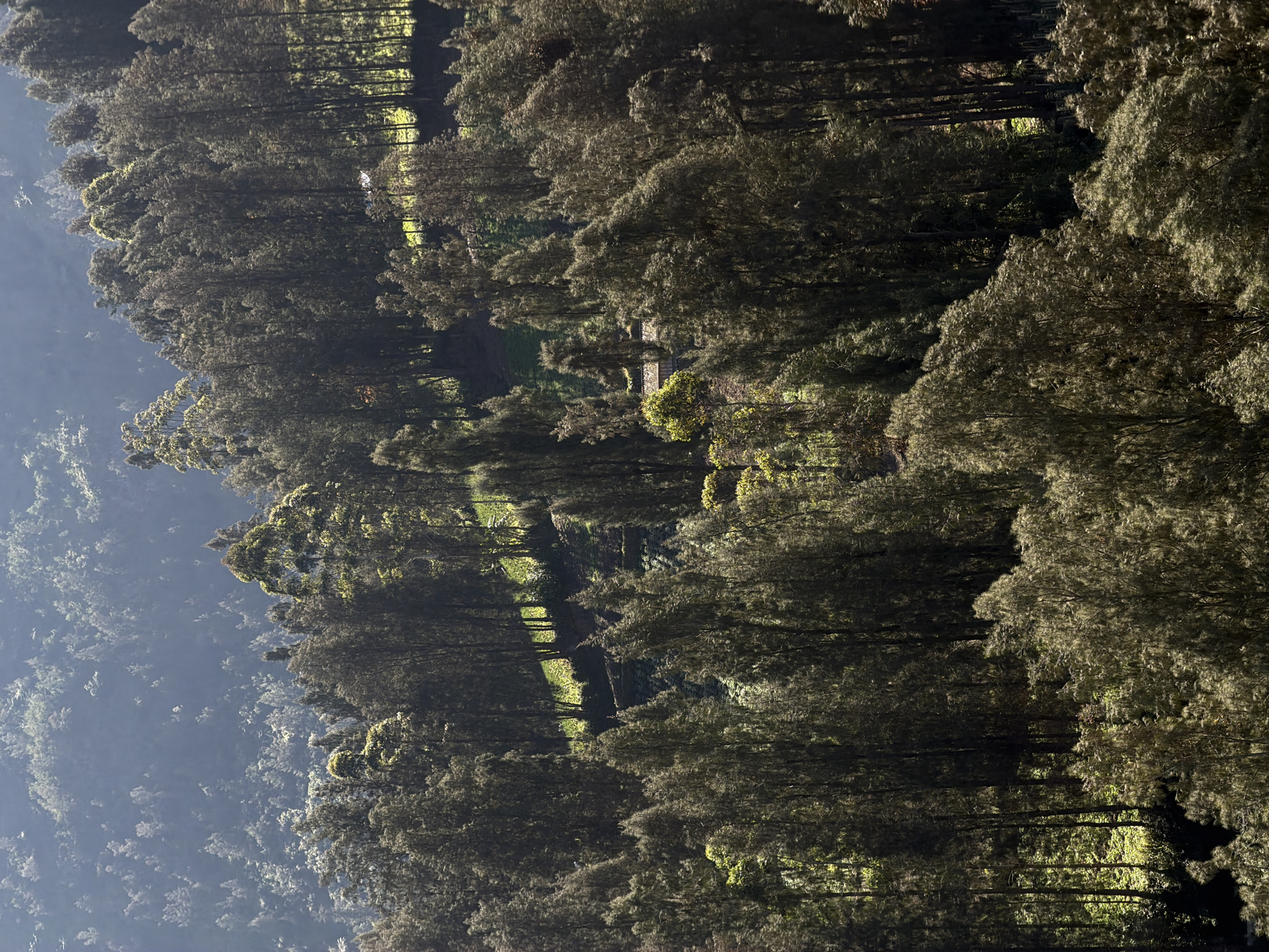 The image depicts a dense forest covering a steep hillside, bathed in dappled sunlight. The trees, predominantly tall and slender with feathery foliage, create a textured tapestry of greens and browns. Sunlight filters through the canopy, illuminating patches of the undergrowth and creating areas of light and shadow. The hillside appears to be a natural landscape with some terracing visible in places, suggesting human activity or land management. In the far distance, a hazy, bluish landscape hints at more mountains or hills. A small building with a reddish-brown roof is partially visible nestled among the trees in the middle ground, suggesting a remote dwelling or structure within the forest. The scene evokes a sense of natural beauty and remoteness. There are no people visible in the image.