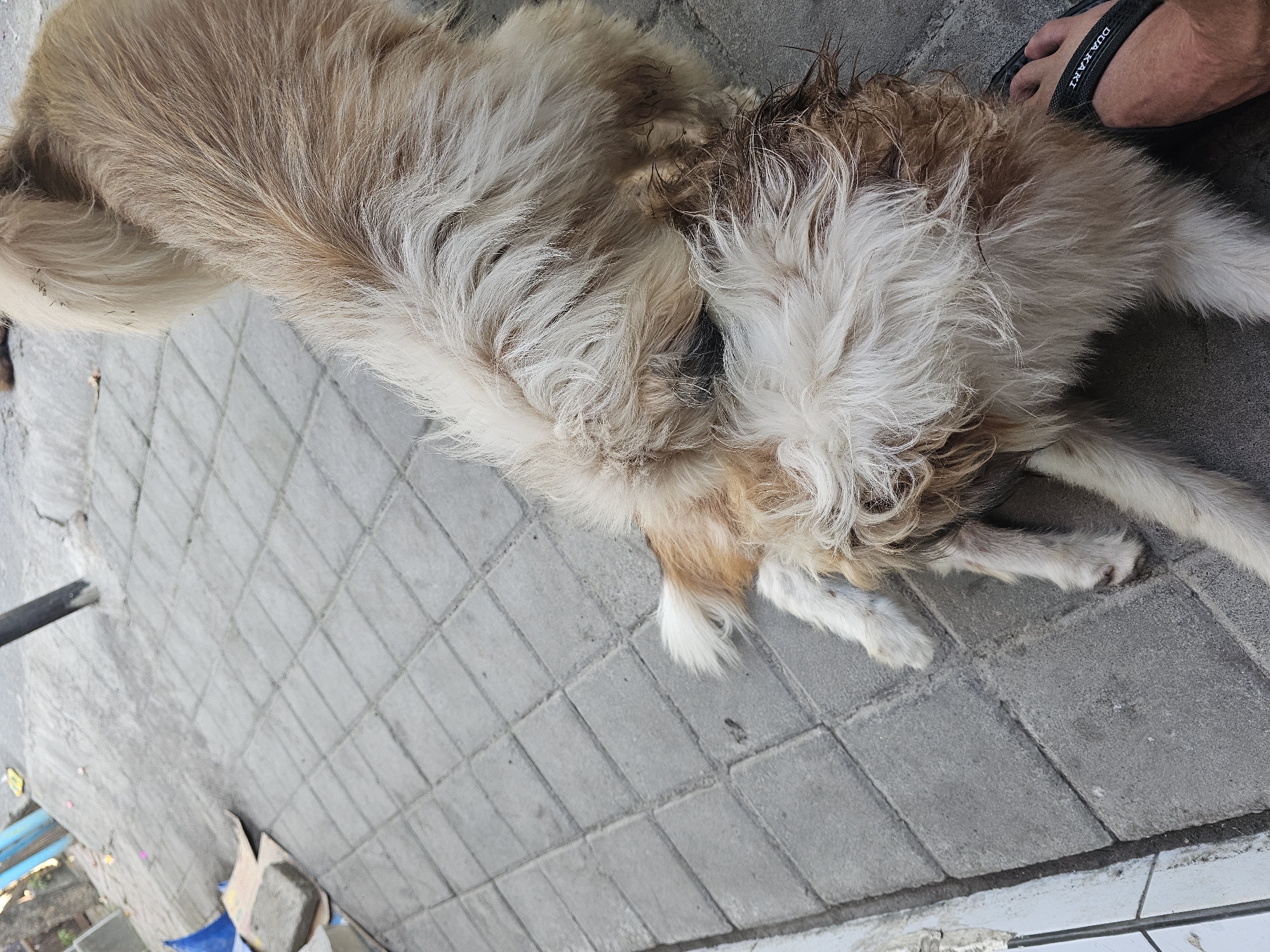 The image shows a light brown and white shaggy dog lying on a gray brick sidewalk in Denpasar, Indonesia. The dog's hindquarters and tail are visible, and it appears to be leaning against or interacting with a person's foot wearing a black flip-flop with "DUA KAKI" written on it. The sidewalk is made of rectangular bricks laid in a diamond pattern. In the background, there is a concrete path, a black pole, and some debris including a blue plastic bag and cardboard. The lighting suggests it is daytime.