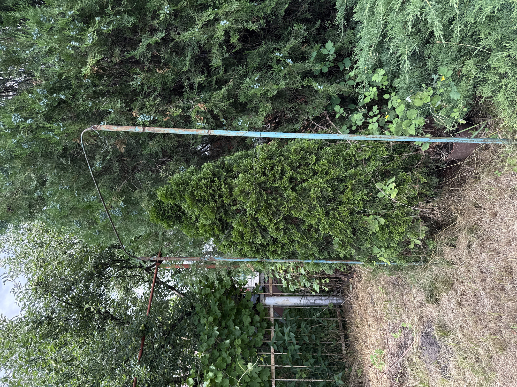 The image depicts an outdoor scene with dense greenery and dry grass. The foliage consists of various evergreen trees and bushes, including what appear to be juniper or cypress trees with small blue berries, and other leafy plants. A rusty metal pole with a light blue painted horizontal bar runs across the middle of the frame. To the right, there is a patch of dry, matted grass and some dead branches. In the lower part of the image, a weathered metal fence or gate is visible, partially covered by green vines. The scene is likely a garden or an overgrown yard. The lighting suggests it is daytime, with overcast or diffused light. There are no people or animals visible, and no text is present. The overall impression is one of a somewhat neglected but lush natural setting. The location context suggests this scene is in Obukhivka, Ukraine.