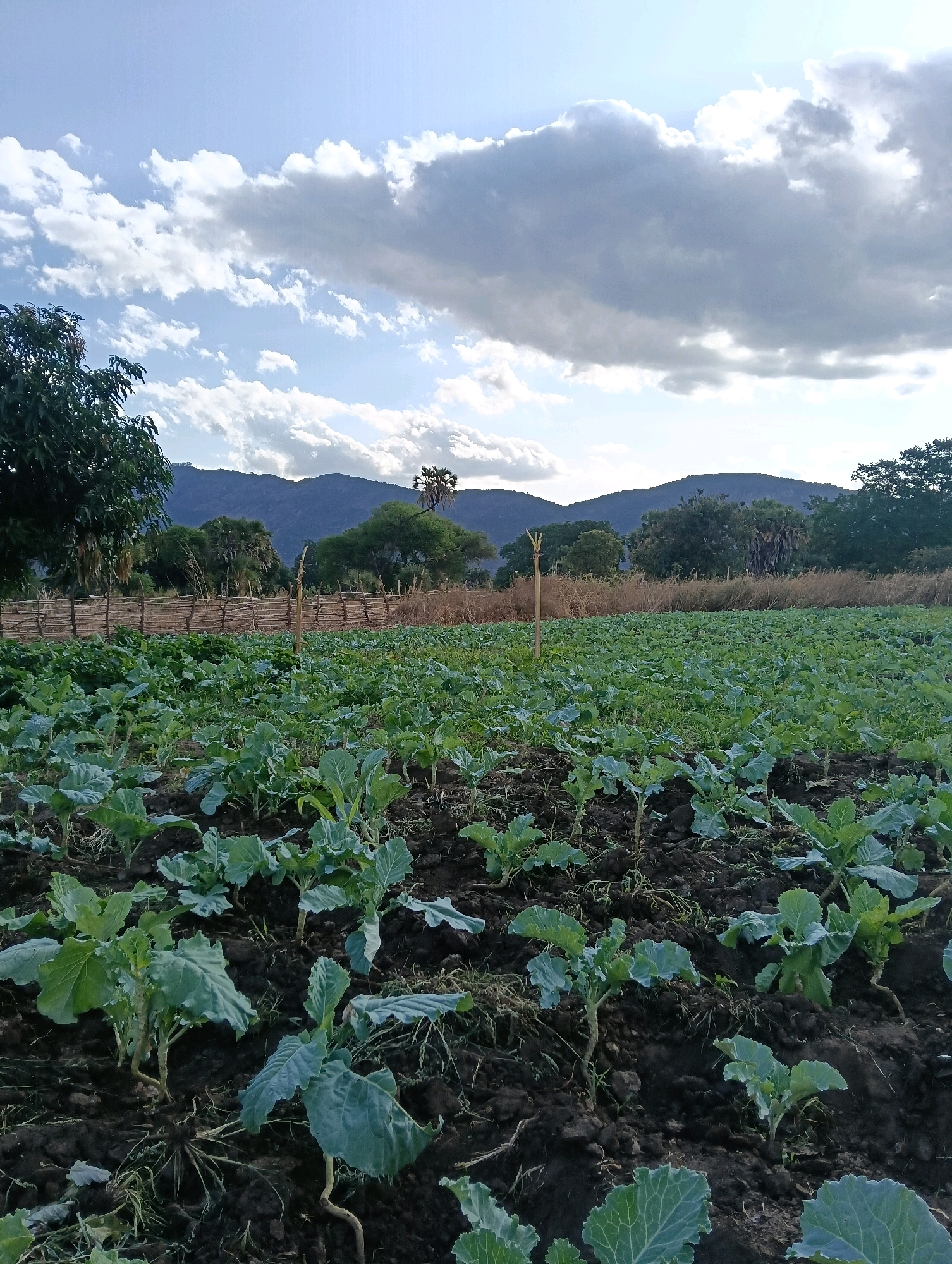 The image captures a cultivated field of young cabbage plants in Mutitu/Kaliku Ward, Kenya. The plants are arranged in neat rows on dark soil, with some showing the early signs of heading. A rustic wooden fence, constructed from branches and poles, forms a boundary behind the field, with dry grasses and a few scattered trees beyond it. In the distance, rolling hills covered in vegetation rise under a partly cloudy sky, with large, white cumulus clouds dominating the upper portion of the frame. The overall scene depicts a rural agricultural landscape bathed in natural light.