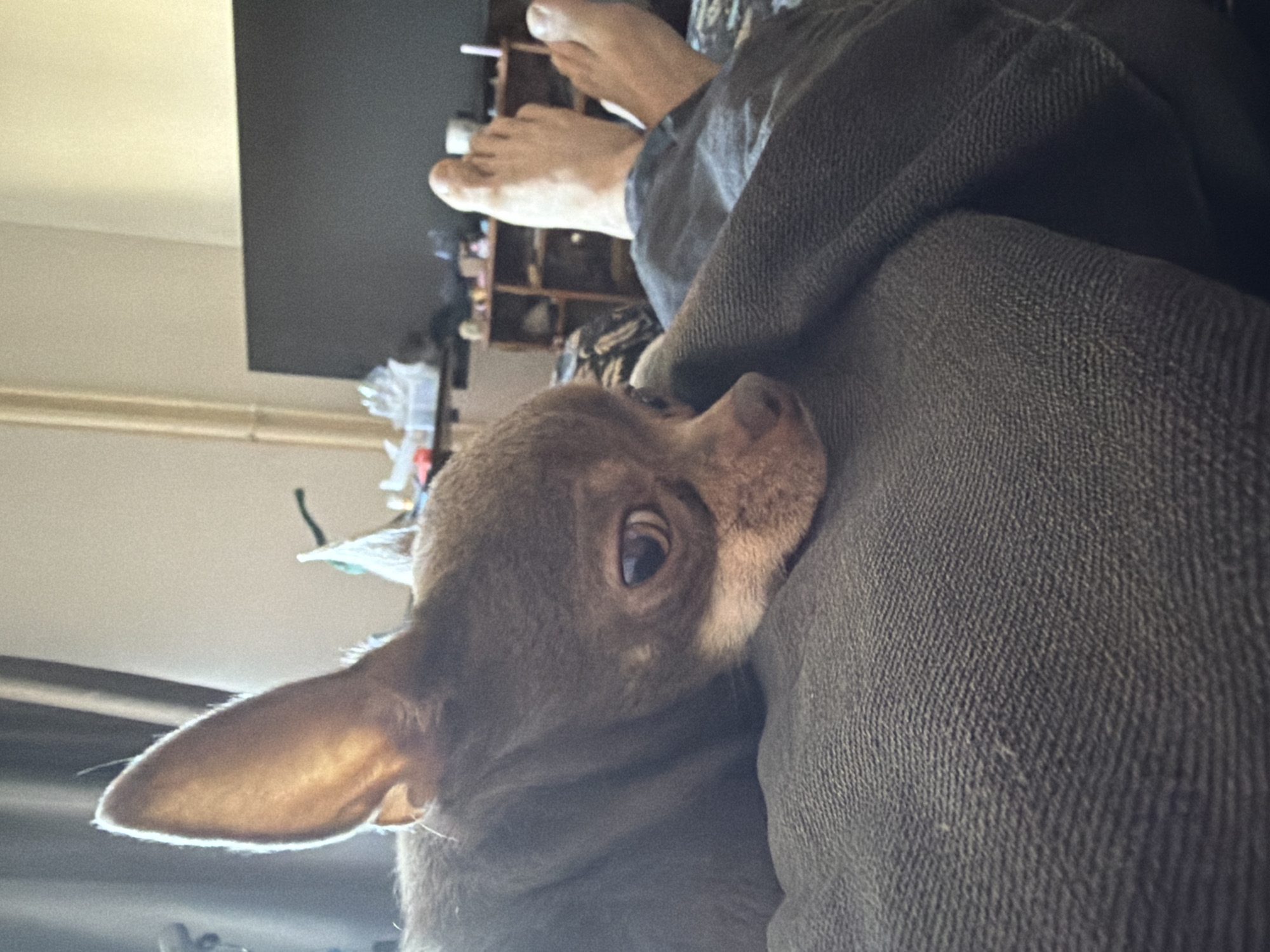 The image depicts an indoor, close-up scene with a small dog resting against a person. The primary subject is a fawn-colored dog, likely a chihuahua or similar small breed, with short, smooth fur. Its head is turned, showing one large, prominent ear, which is backlit and glowing, and one dark, alert eye looking towards the viewer.
The dog is nestled against a person's leg, which is covered in dark, textured fabric, resembling jeans or thick trousers. In the background, the person's bare feet are visible, suggesting a relaxed, lounging posture. The background is softly blurred but shows domestic elements: a dark, rectangular object (possibly a screen or furniture) and shelves holding various items. The lighting appears to be natural and bright, illuminating the dog's ear and creating a warm, comfortable ambiance. The overall mood suggests a calm, cozy interaction between the pet and its owner. No visible text is present in the image.
