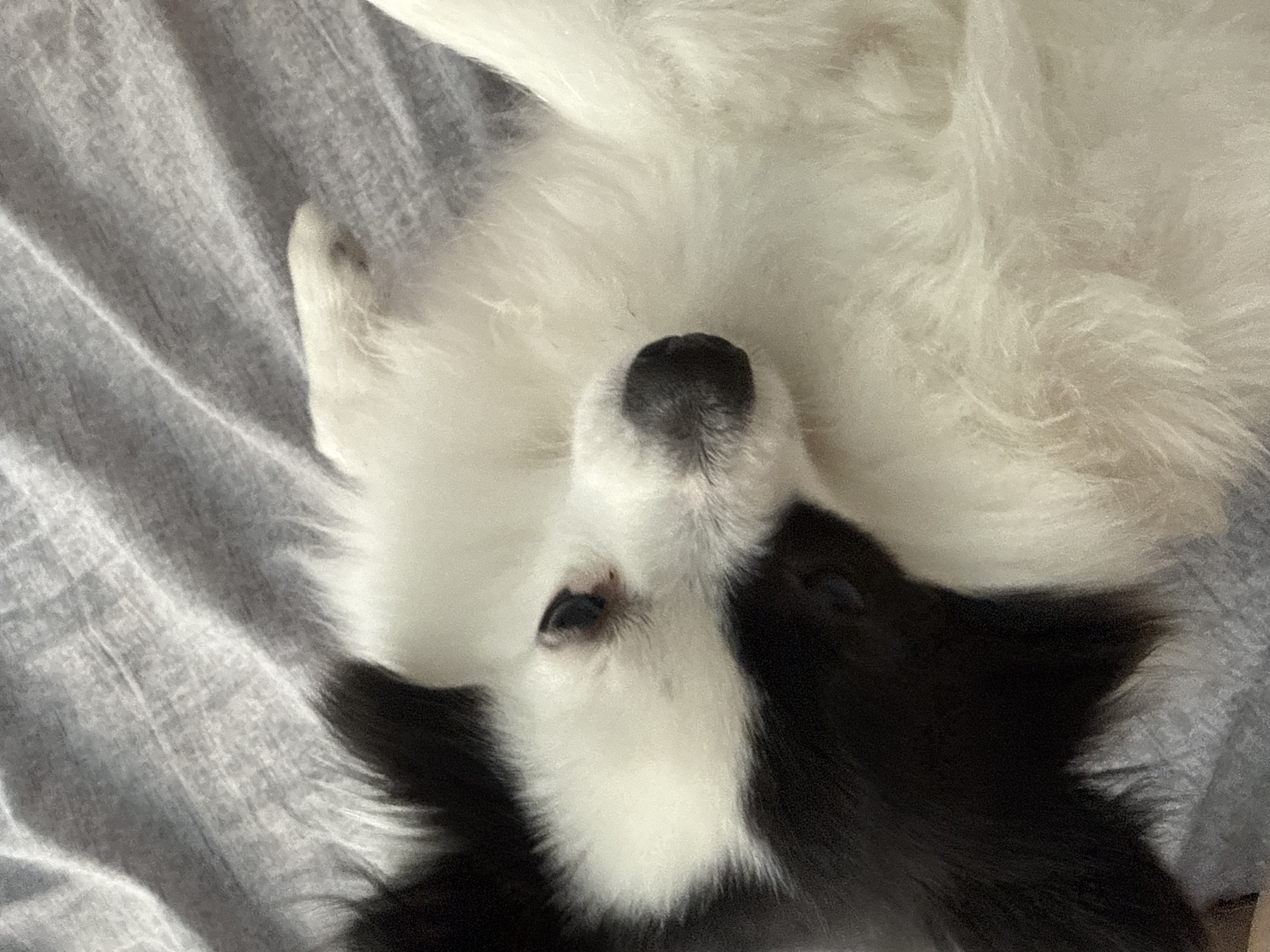 The image is a close-up, high-angle shot of a black and white fluffy dog lying on its back on a grey, textured fabric surface, likely a bed or sofa. The dog's head is turned towards the viewer, with its dark nose and one eye visible. Its fur is predominantly white on the face and chest, with a large black patch covering the left side of its face and extending down its body. The background consists of the draped grey fabric, showing folds and creases. The image does not contain any information or context related to Stara Zagora, Bulgaria.