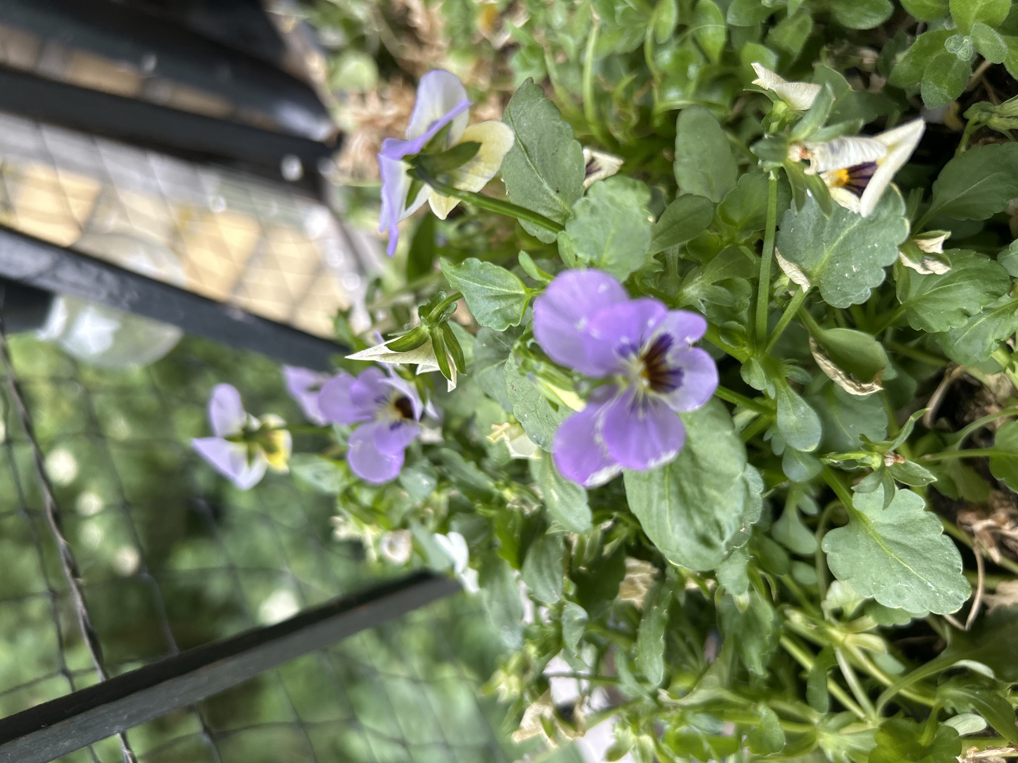 The image is a close-up, eye-level shot of purple and white pansies growing in a planter. The flowers are in focus, with their delicate petals and dark centers clearly visible. The surrounding green leaves are also in focus, creating a lush backdrop. In the background, a dark metal railing and a blurred fence suggest an outdoor setting, possibly a balcony or garden. The lighting is natural, with soft shadows indicating an overcast day. The scene appears to be a residential area in Leiden, Netherlands, given the presence of typical Dutch urban elements like balconies and fences. There are no people or animals present.