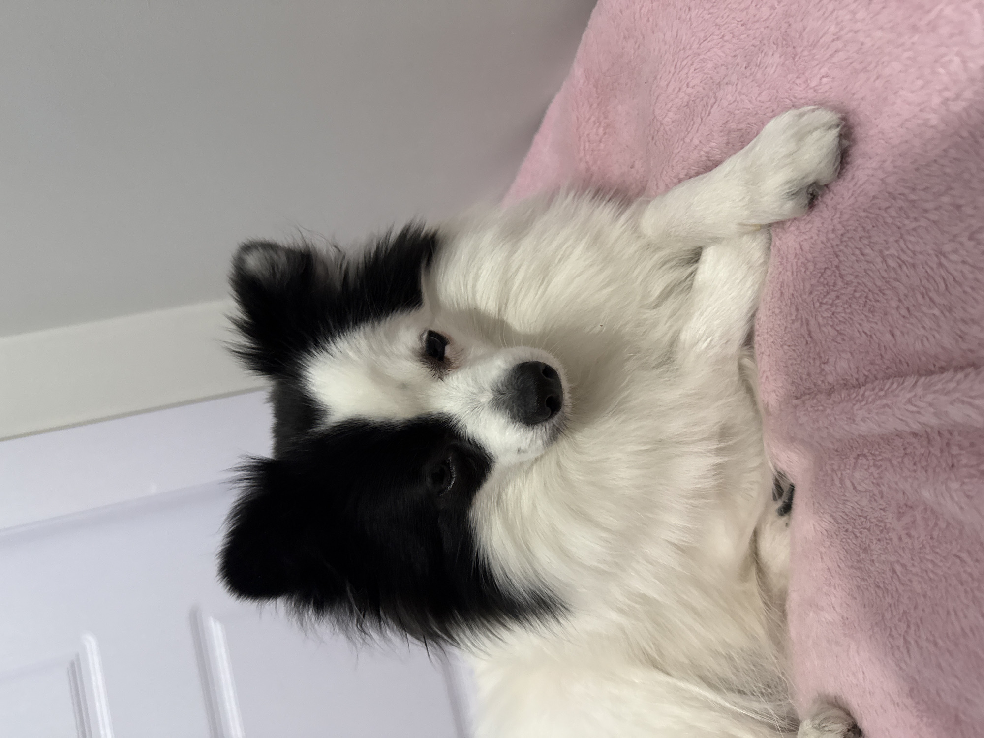 A black and white dog is lying on a pink blanket. The dog's head is turned to the side, and one paw is resting on the blanket. A white door is visible in the background. There is no evidence to suggest the location of this picture is in Stara Zagora, Bulgaria.