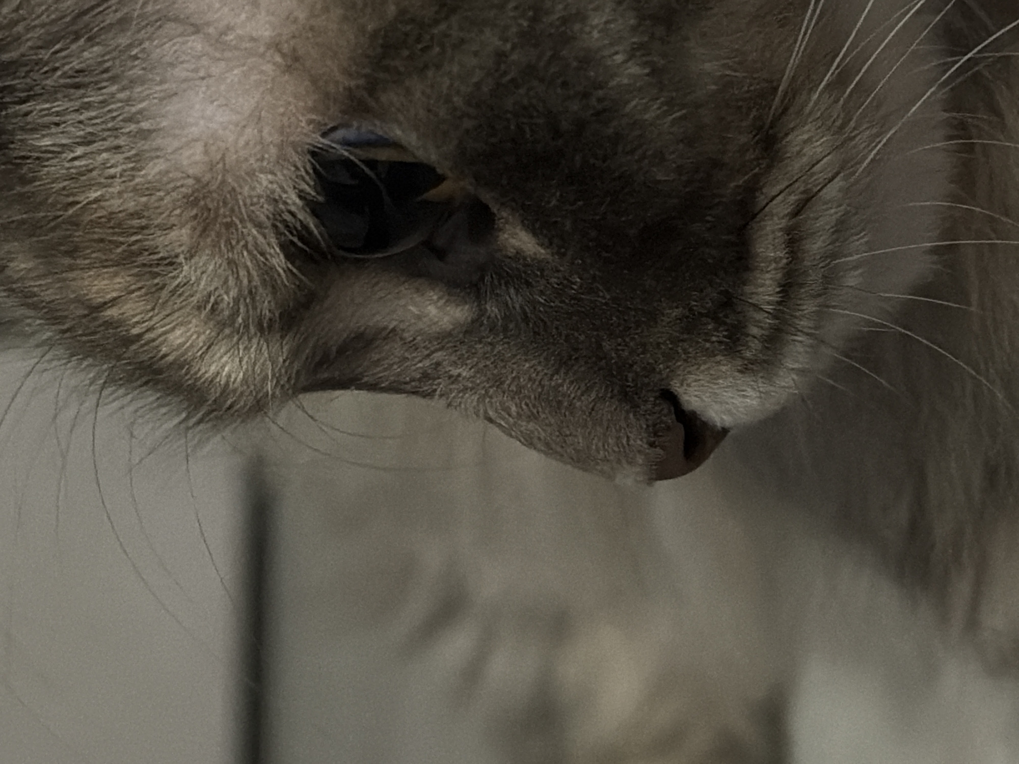 The image is a close-up, side-profile shot of a cat's face. The cat's fur is a mix of grey and brown, with some lighter tones around the eye and nose area. Its eye is partially visible, appearing dark. The whiskers are long and white, fanning out from the muzzle. The background is out of focus, showing a soft, blurry, light-colored surface, possibly a blanket or furniture. There is no indication of Izhevsk, Russia, or any urban environment in this image.