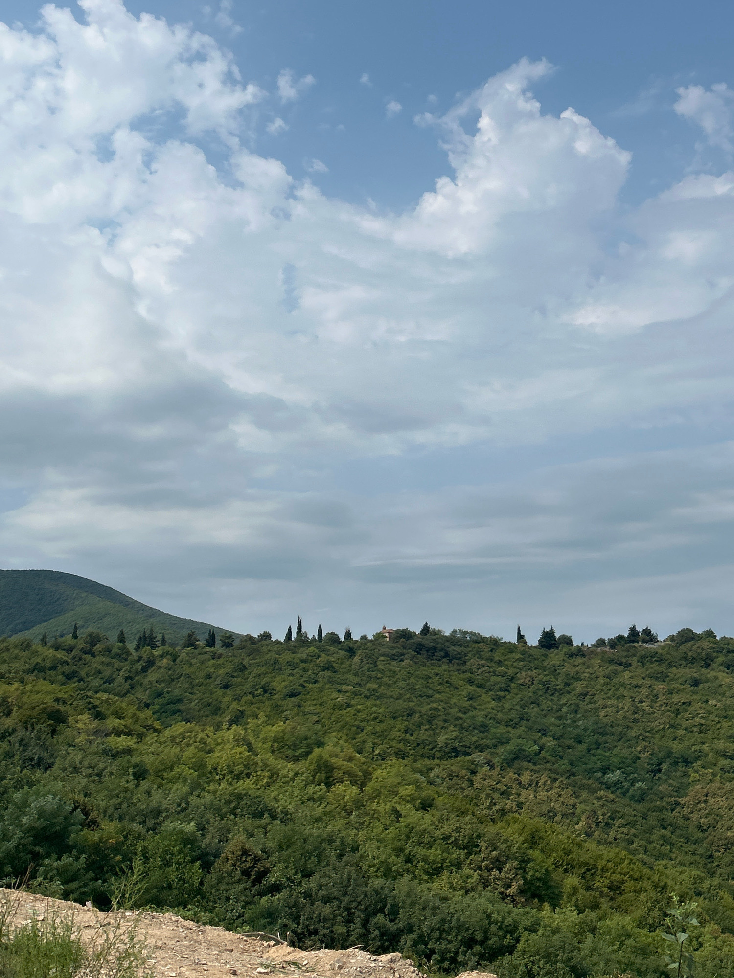 The image depicts a verdant, tree-covered hillside in Sighnaghi, Georgia. The foreground shows a rocky, uneven patch of ground with sparse vegetation. The middle ground is dominated by a dense expanse of lush green trees, creating a textured, undulating landscape. On the crest of the hill, a line of cypress trees stands out against the sky, and a small building with a reddish roof is visible. The background is a soft, hazy blue sky filled with scattered white clouds. The overall impression is of a natural, serene environment, likely a rural or mountainous area near the city.