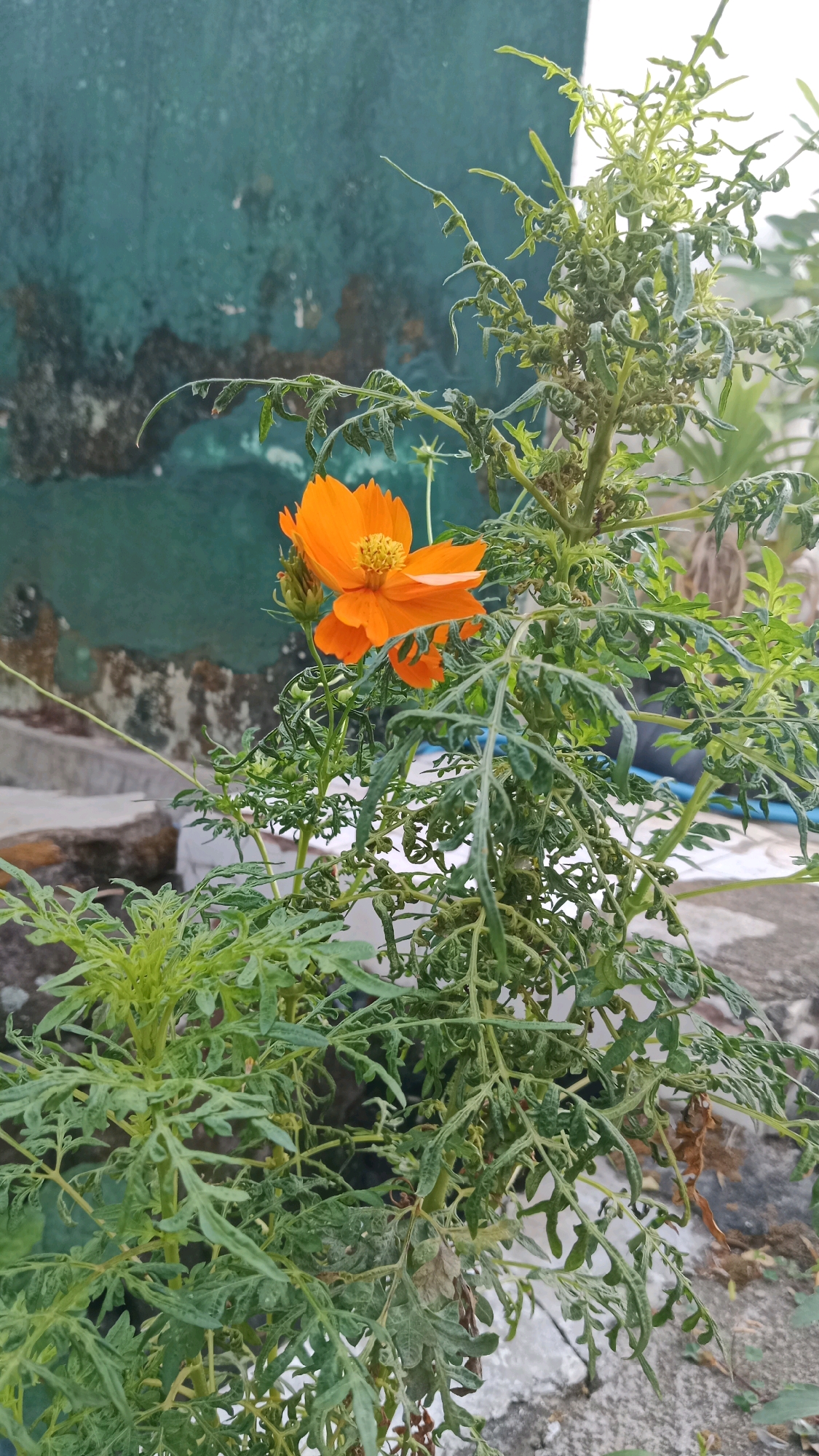An orange cosmos flower with ruffled petals and a yellow center is blooming amidst a plant with deeply serrated, green leaves. The plant is in the foreground, with the flower positioned slightly to the left of the center. Behind the plant, a textured, teal-colored wall with patches of discoloration occupies the upper left portion of the frame. The background also shows hints of concrete surfaces and other foliage, suggesting an outdoor setting in a residential or garden area. The image appears to have been taken during daylight. Given the context provided by the prompt, this scene is located in Magetan, Indonesia.