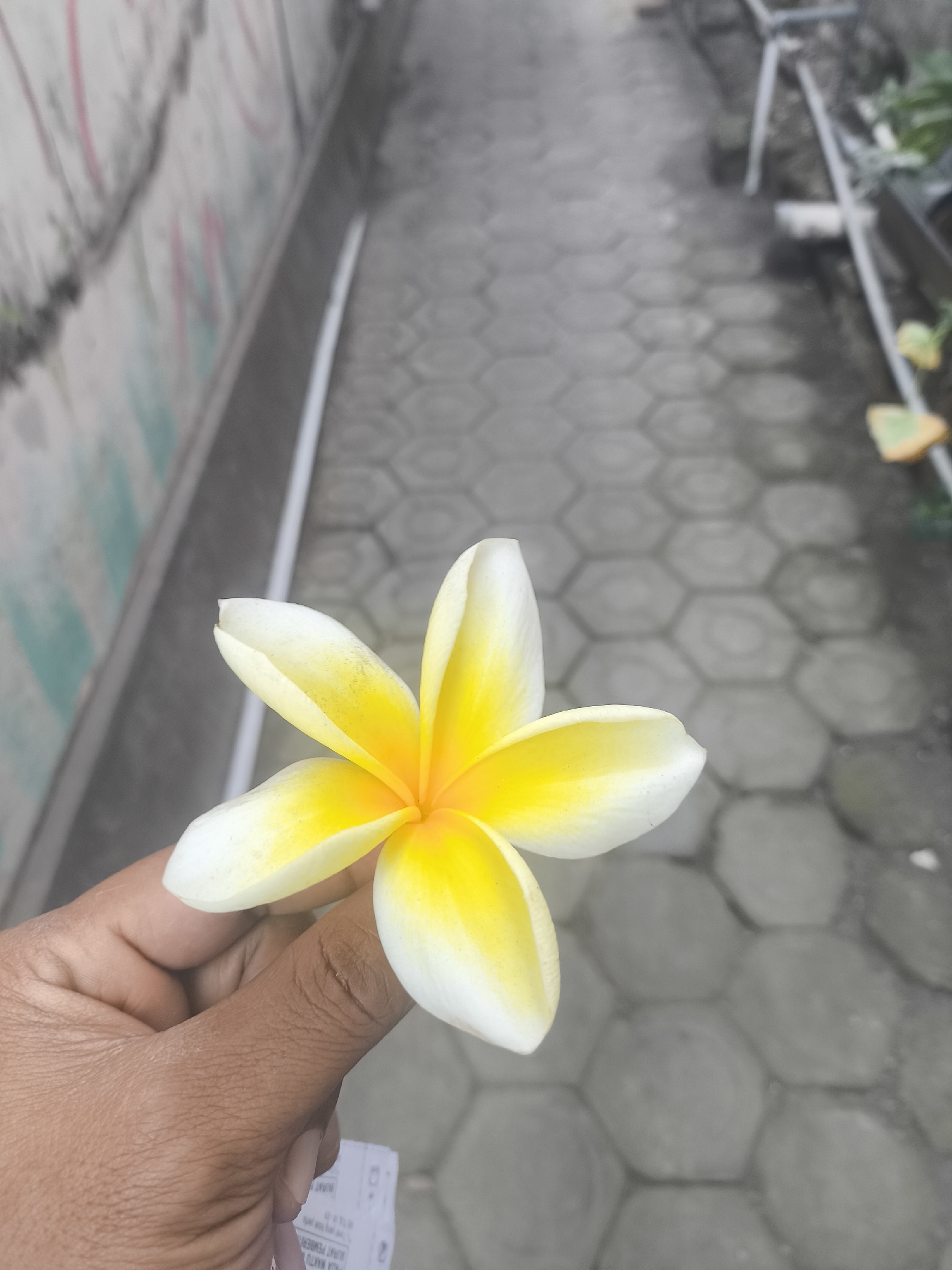 A close-up, eye-level shot features a person's hand holding a white and yellow plumeria flower. The flower is centrally located in the frame, with its five petals fanning out. The background is a blurred, hexagonal paver walkway and a grey wall with graffiti. The scene appears to be outdoors in a city setting, possibly Lumajang, Indonesia, given the typical foliage and architectural elements.