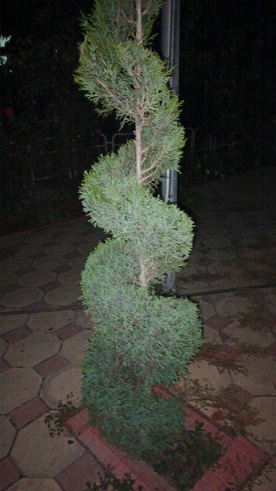 An upright, spiral-shaped evergreen tree stands on a paved pathway at night. The tree has dense, green foliage and a visible central trunk. The pathway is made of hexagonal and rectangular paving stones in shades of brown and red. A thin, vertical metal pole is positioned to the right of the tree. The background is dark and indistinct, suggesting an outdoor setting, possibly a park or garden in the city of Kadamjay, Kyrgyzstan.