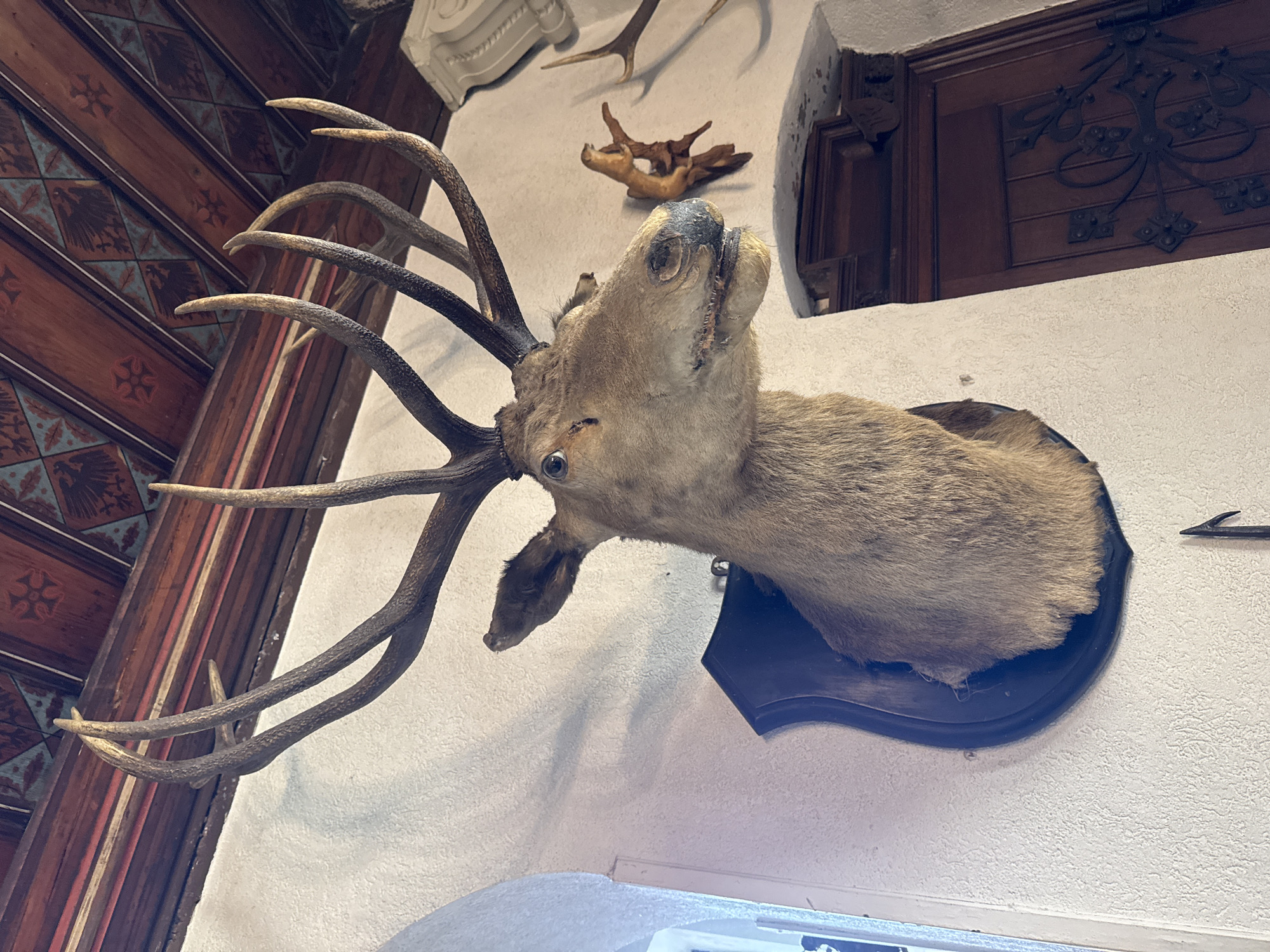 A mounted deer head is affixed to a textured white wall in what appears to be a room within the city of Cochem, Germany. The head, with visible antlers, is mounted on a dark-colored wooden plaque. Above the deer head are additional mounted antlers. To the left, the side of a wooden wall with decorative panels is visible. A window or light fixture is below the deer head. An ornamental fixture is visible in the upper right of the frame.