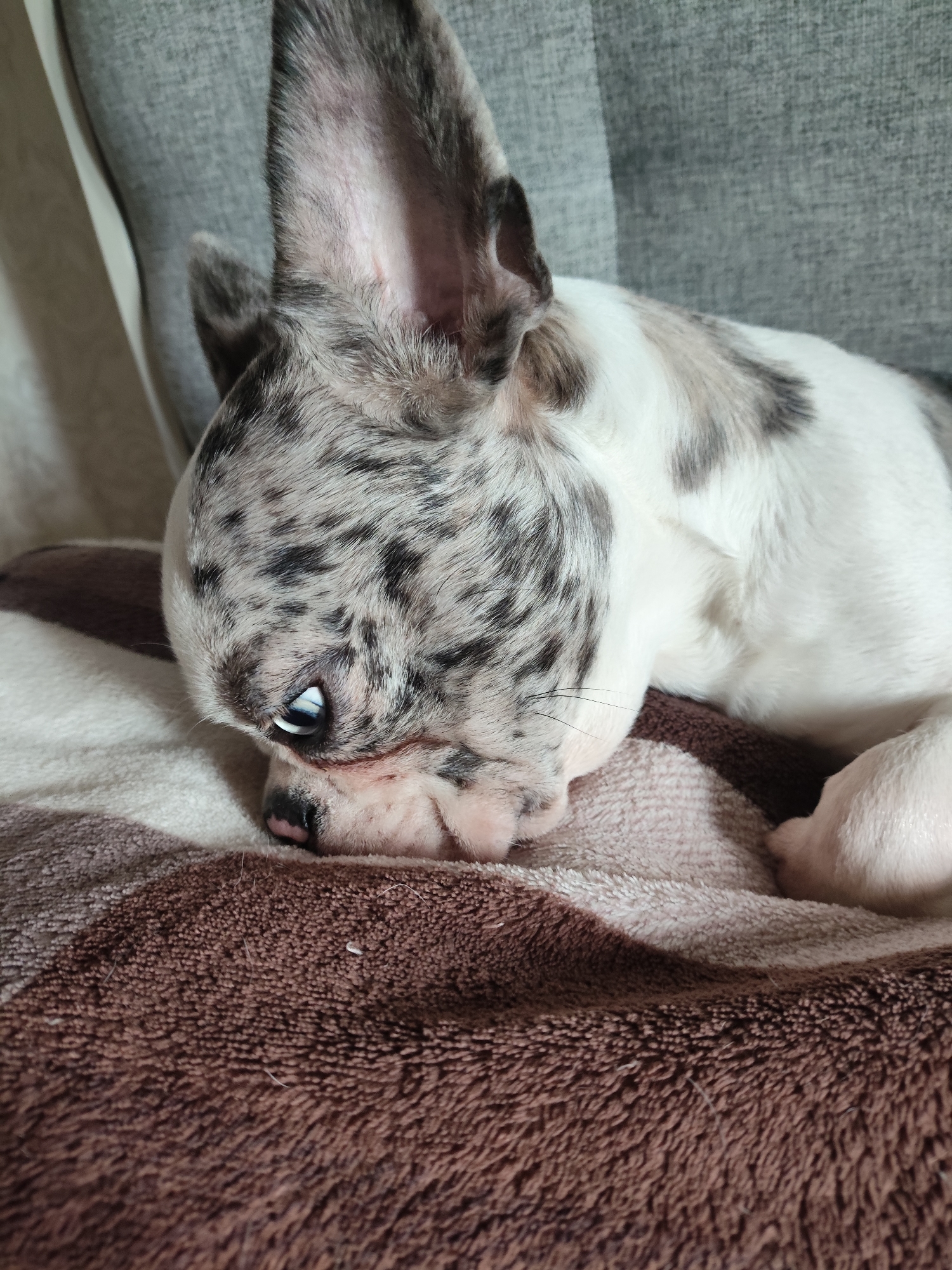 A merle French Bulldog puppy is resting on a striped blanket, which is on a couch. The puppy is facing towards the left of the frame, with its head down. Its left eye is open, and its right eye is partially closed. The puppy's fur is a mix of white, gray, and black speckles. The blanket has horizontal stripes of brown and cream. The couch appears to be upholstered in a gray fabric. The lighting in the scene is soft and natural.