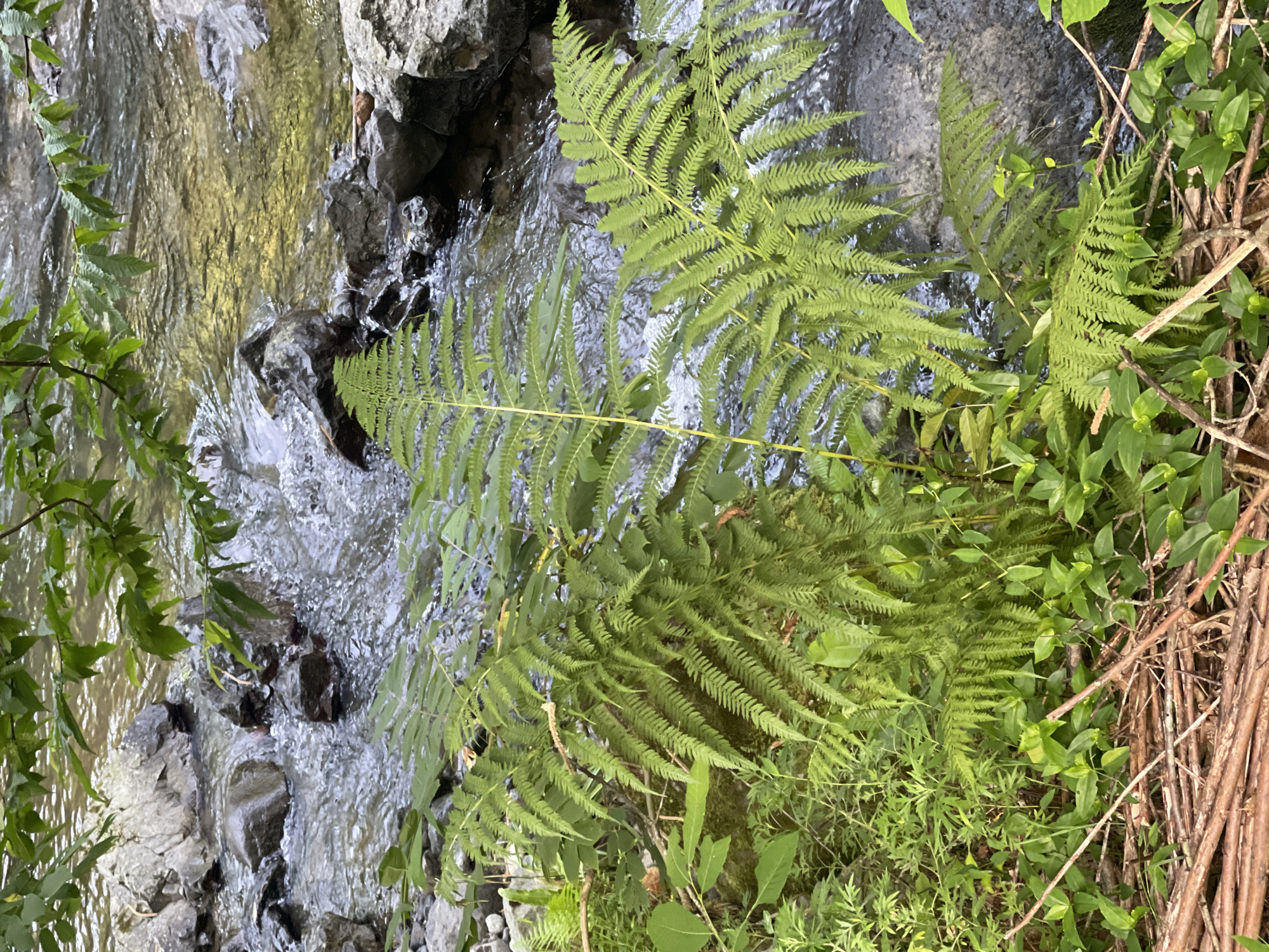 The image depicts a close-up view of a rocky stream with clear, rippling water flowing between dark grey rocks. Lush green ferns and other foliage grow along the bank of the stream, with some branches and leaves from a tree overhead casting dappled shadows. The scene is natural and appears to be in an outdoor environment, likely a forest or park area. No people or specific landmarks identifying Khala, Georgia, are visible. The focus is on the natural elements of the stream, rocks, and vegetation.