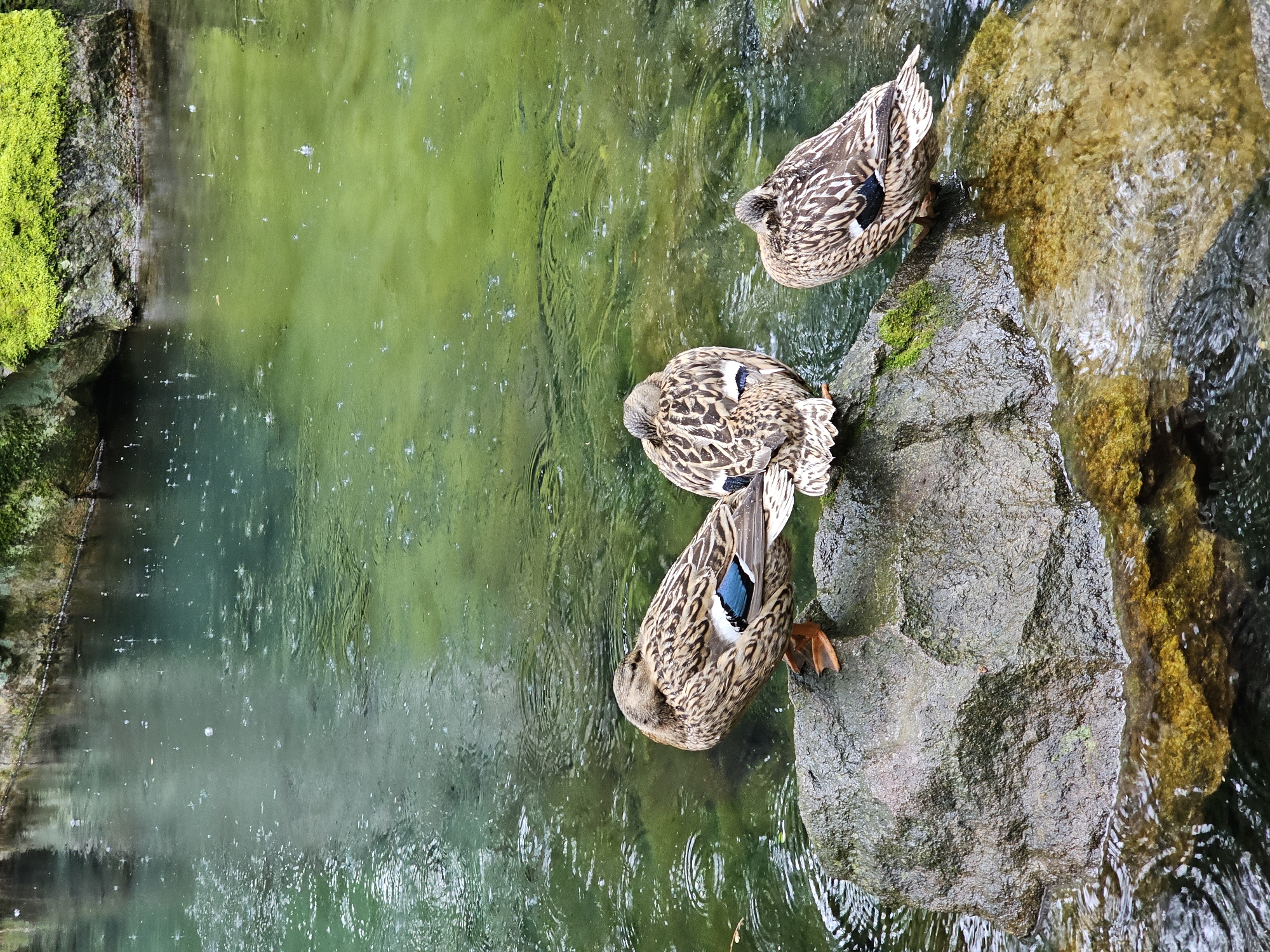 The image shows three ducks resting on rocks at the edge of a body of water, possibly in a park or garden. The water is green, suggesting algae or plant life. The rocks are also covered in moss. The ducks appear to be preening or resting with their heads tucked into their feathers. The location is unspecified, but given the prompt it is possibly within the city of Алупкинский городской совет, Ukraine.